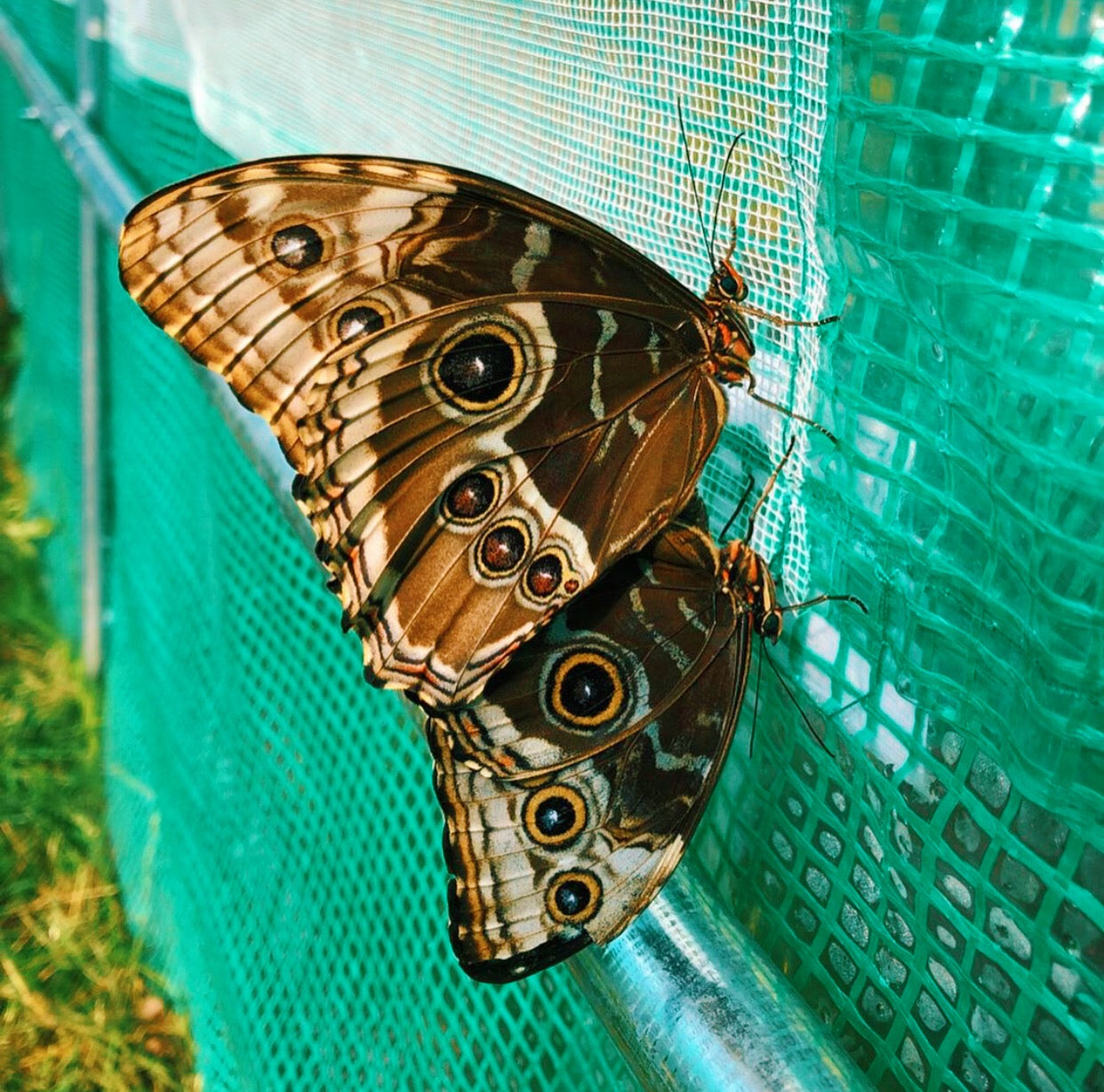 Live butterflies and moths for sale online UK. Order eggs, caterpillars, pupae, and cocoons. Watch the lifecycle unfold with insects to rear at home!