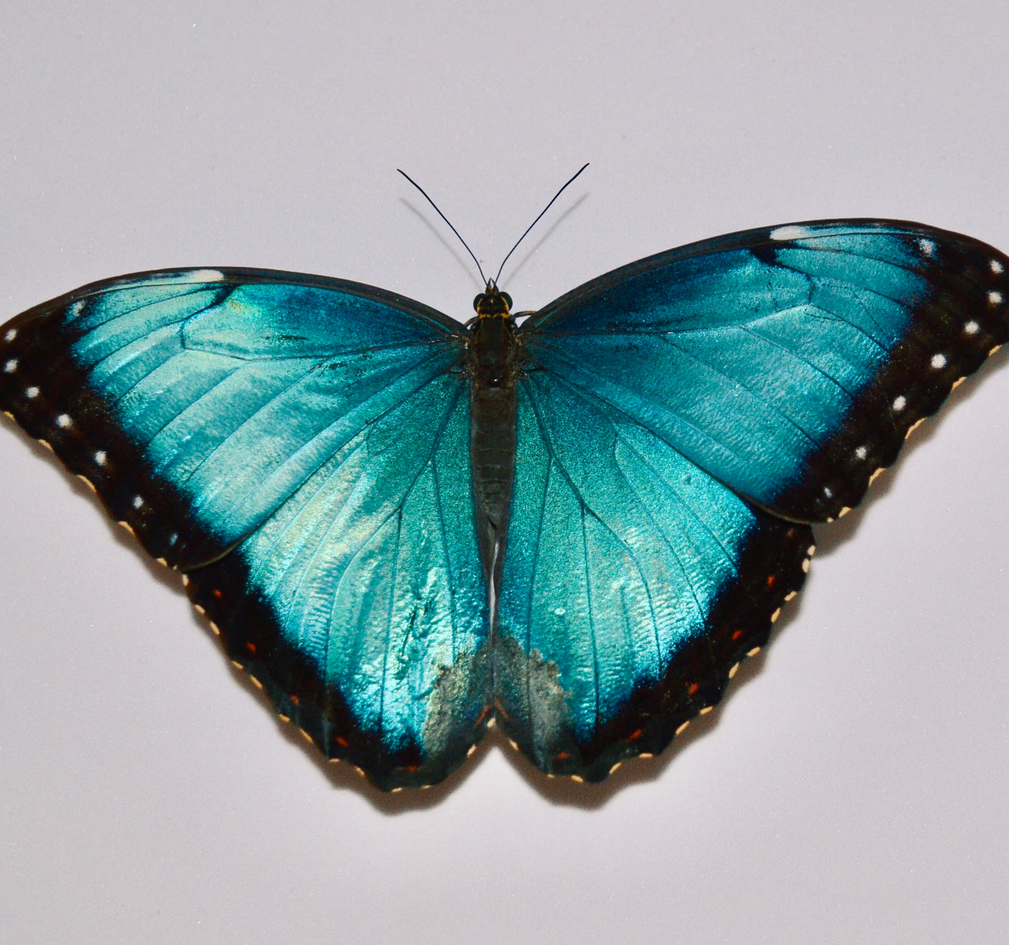 Live butterflies and moths for sale online UK. Order eggs, caterpillars, pupae, and cocoons. Watch the lifecycle unfold with insects to rear at home!