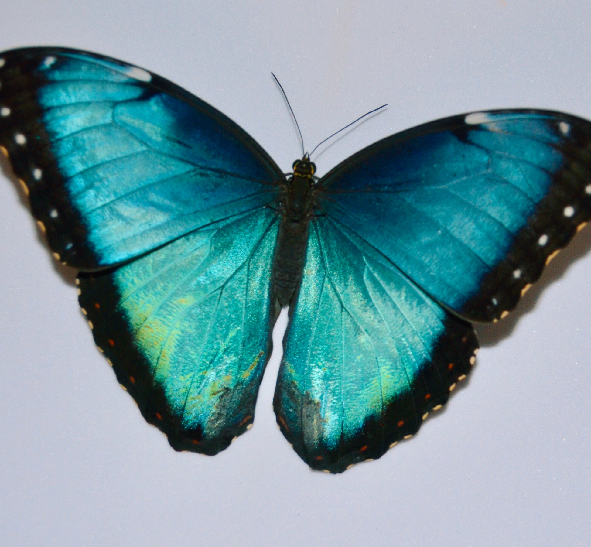 Live butterflies and moths for sale online UK. Order eggs, caterpillars, pupae, and cocoons. Watch the lifecycle unfold with insects to rear at home!