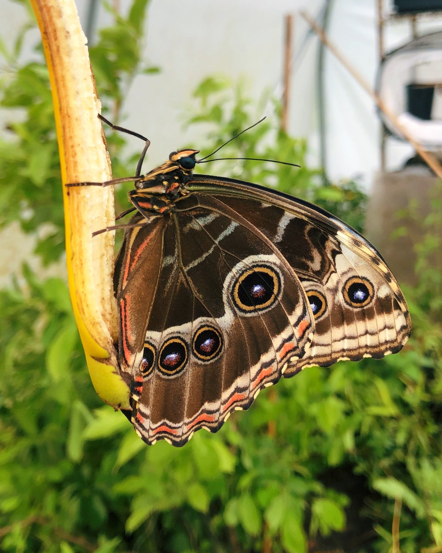 Live butterflies and moths for sale online UK. Order eggs, caterpillars, pupae, and cocoons. Watch the lifecycle unfold with insects to rear at home!