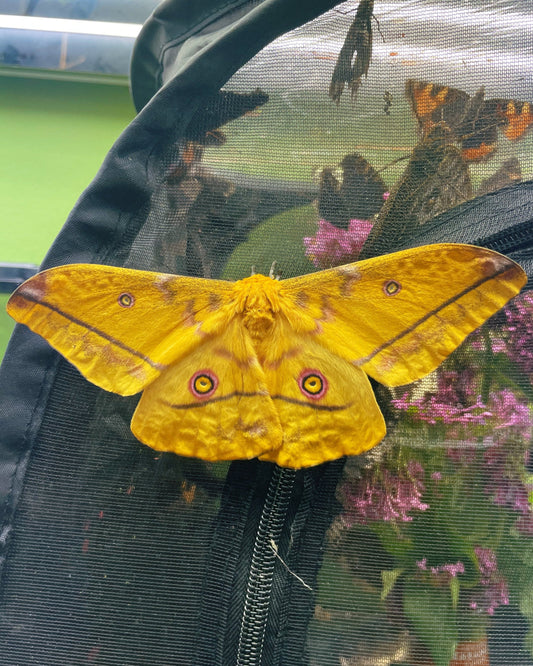 Live butterflies and moths for sale online UK. Buy eggs, caterpillars, pupae, and cocoons. Watch the lifecycle unfold with insects to rear at home!