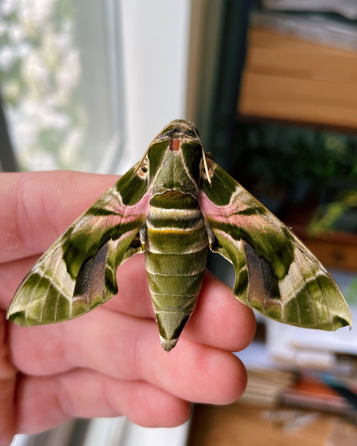 Live butterflies and moths for sale online UK. Buy eggs, caterpillars, pupae, and cocoons. Watch the lifecycle unfold with insects to rear at home!