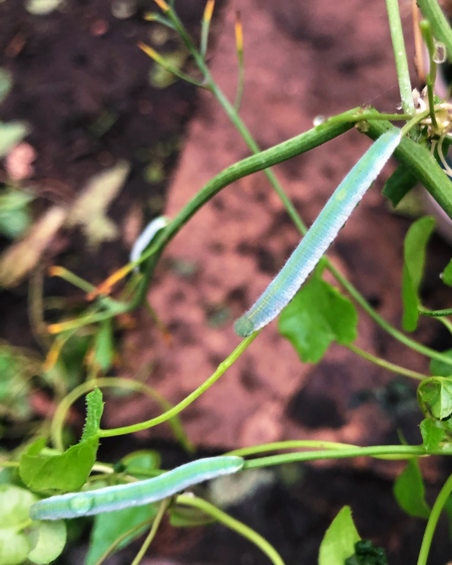 Live butterflies and moths for sale online UK. Buy eggs, caterpillars, pupae, and cocoons. Watch the lifecycle unfold with insects to rear at home!