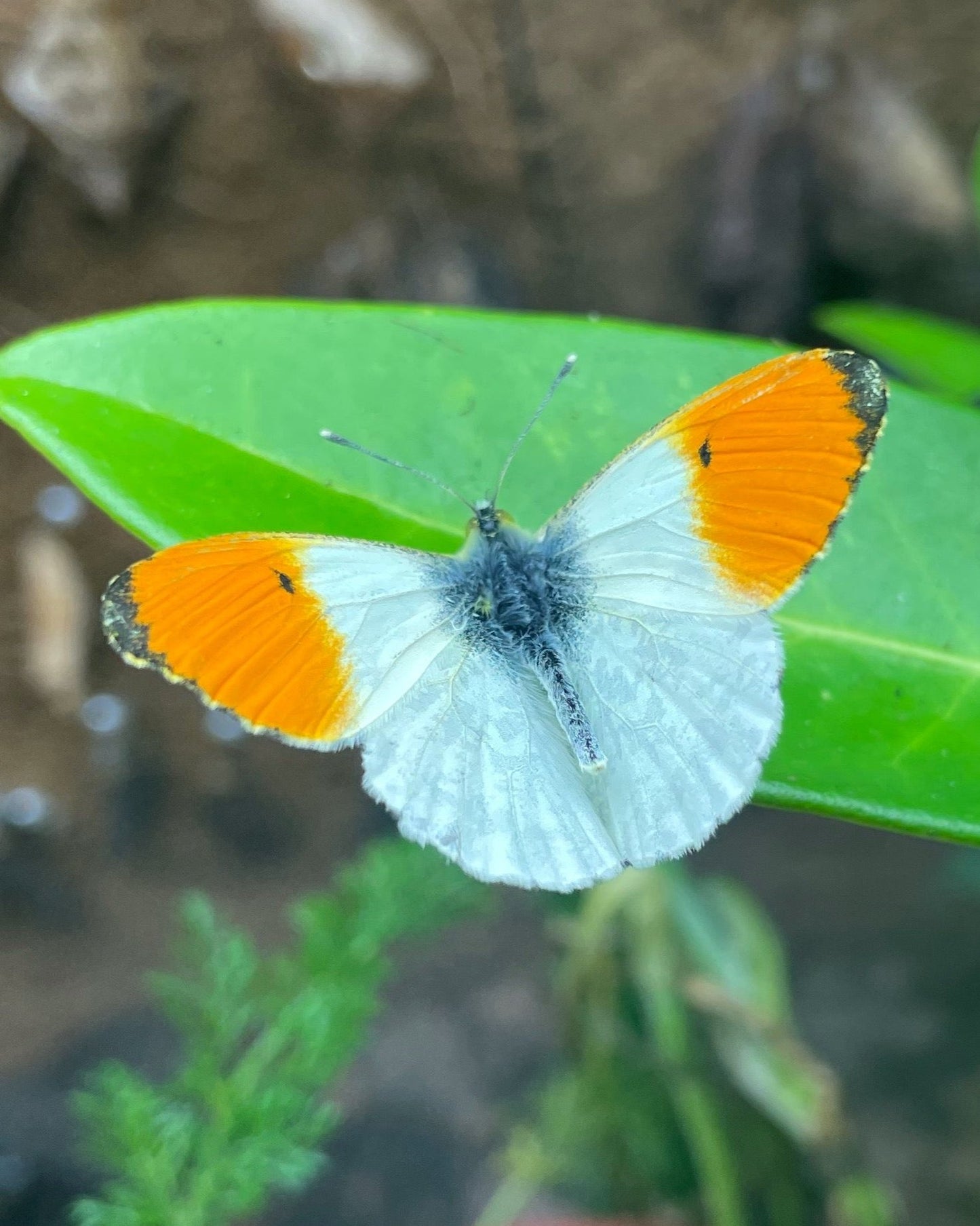 Live butterflies and moths for sale online UK. Buy eggs, caterpillars, pupae, and cocoons. Watch the lifecycle unfold with insects to rear at home!