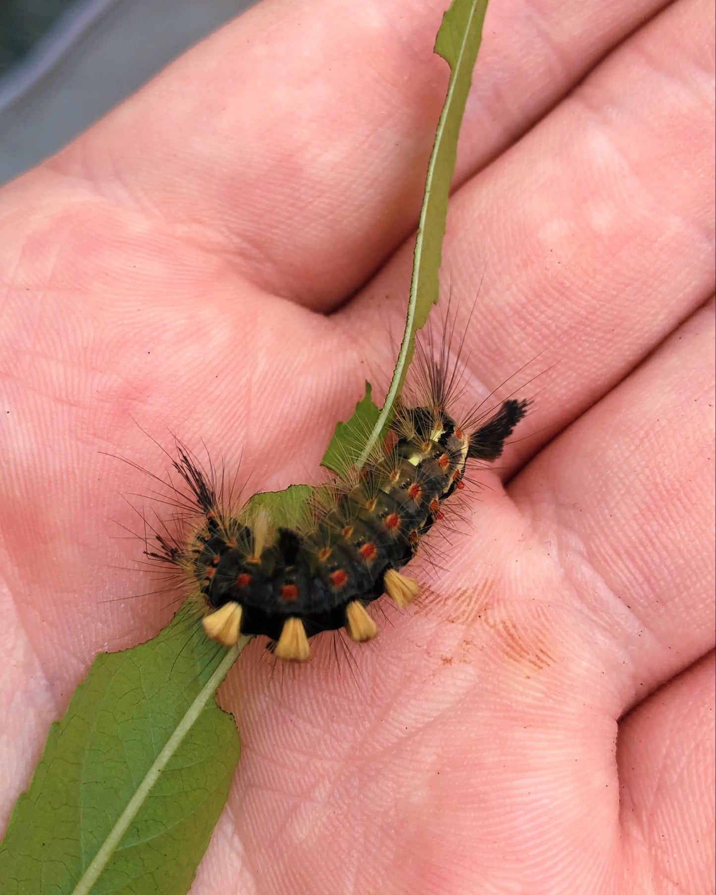 Live butterflies and moths for sale online UK. Order eggs, caterpillars, pupae, and cocoons. Watch the lifecycle unfold with insects to rear at home!