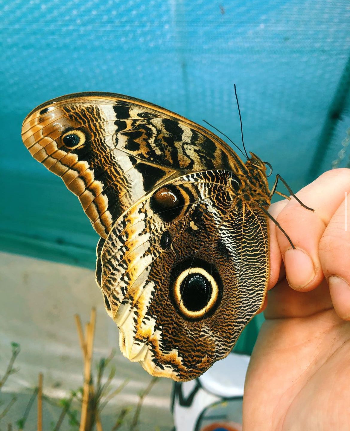 Live butterflies and moths for sale online UK. Buy eggs, caterpillars, pupae, and cocoons. Watch the lifecycle unfold with insects to rear at home!