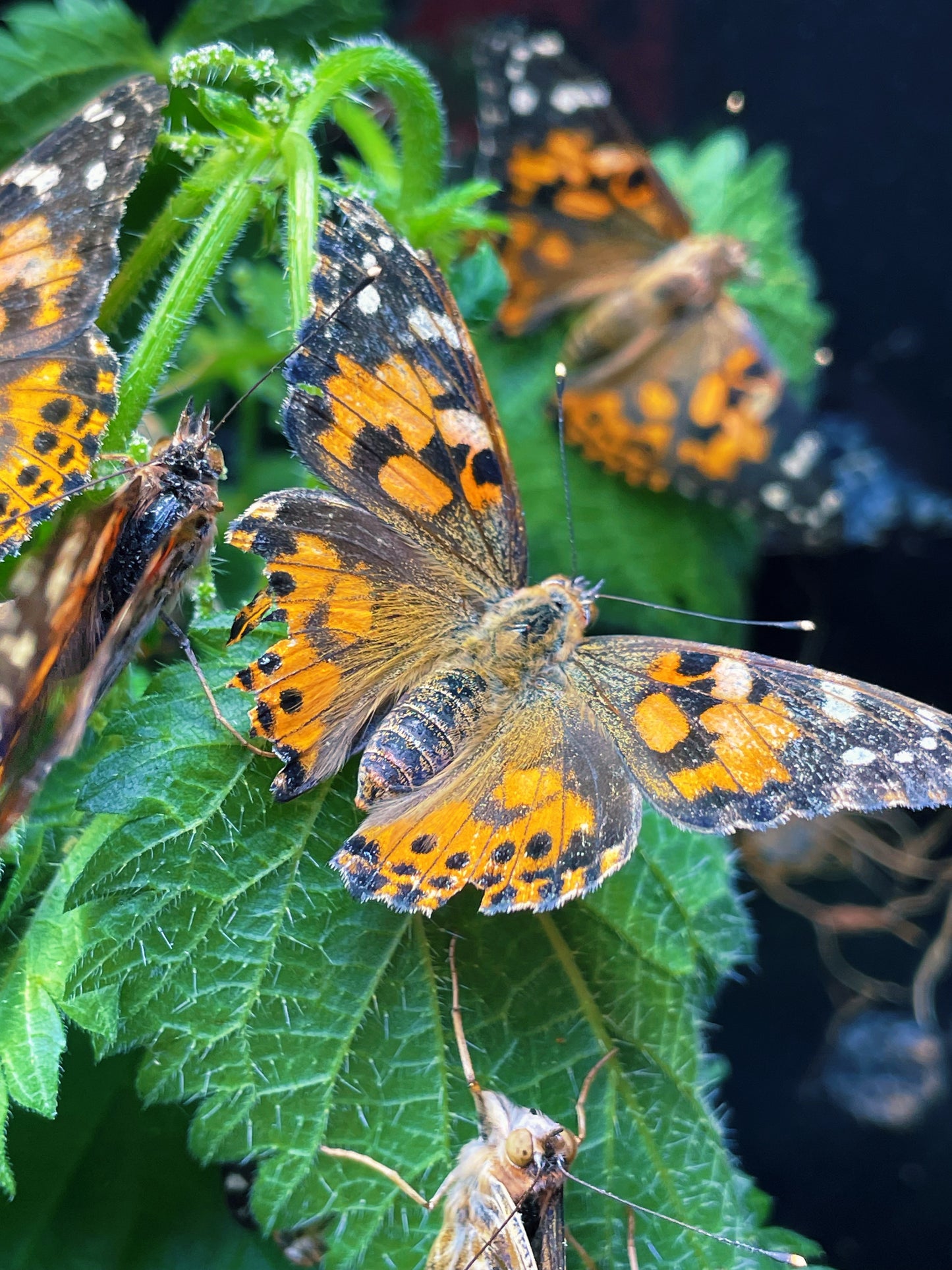 Live butterflies and moths for sale online UK. Order eggs, caterpillars, pupae, and cocoons. Watch the lifecycle unfold with insects to rear at home!