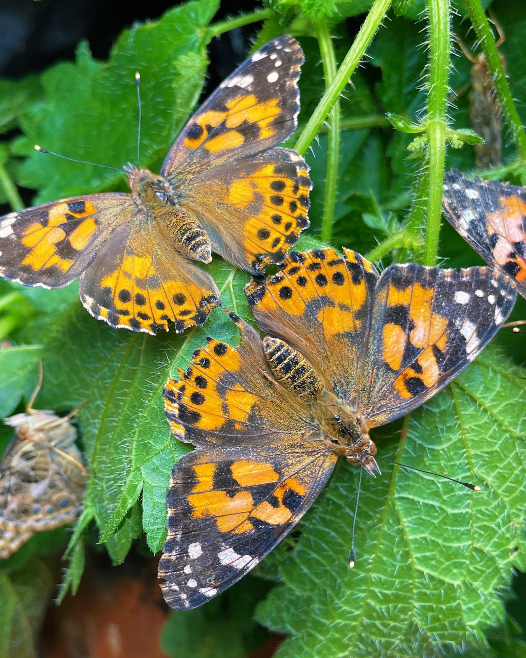 Native Species – Bugs & Butterflies UK