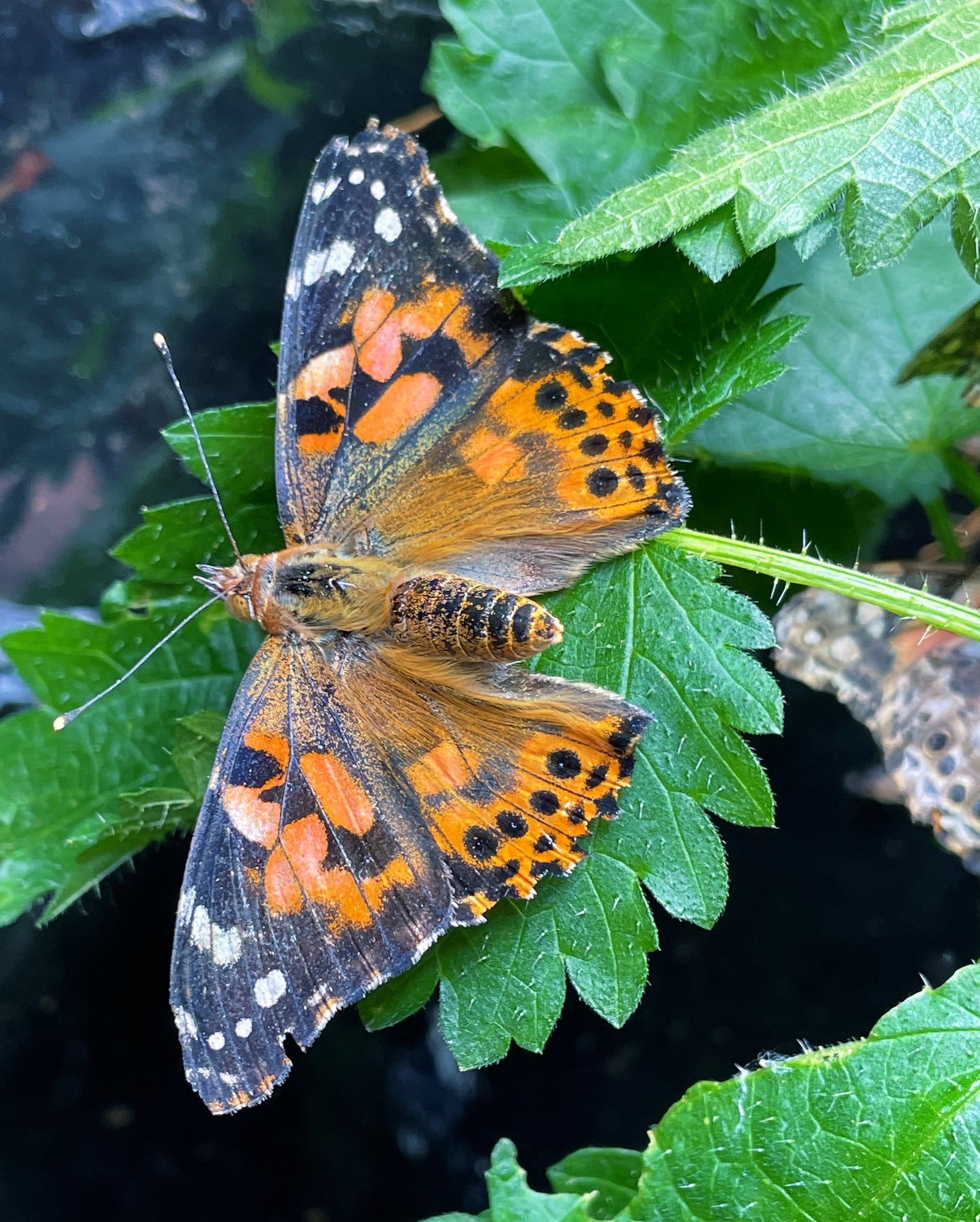 Live butterflies and moths for sale online UK. Order eggs, caterpillars, pupae, and cocoons. Watch the lifecycle unfold with insects to rear at home!