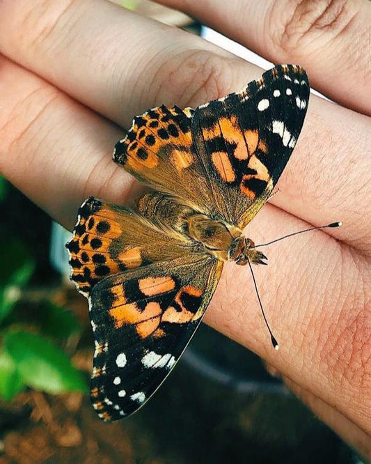 Live butterflies and moths for sale online UK. Order eggs, caterpillars, pupae, and cocoons. Watch the lifecycle unfold with insects to rear at home!