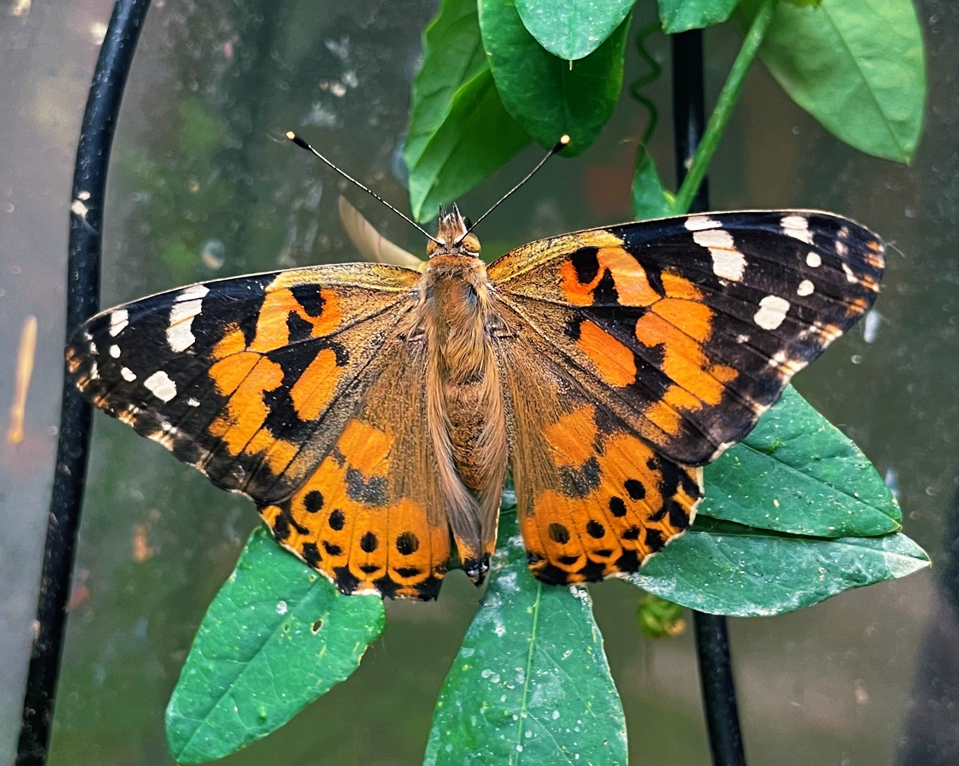 Live butterflies and moths for sale online UK. Order eggs, caterpillars, pupae, and cocoons. Watch the lifecycle unfold with insects to rear at home!