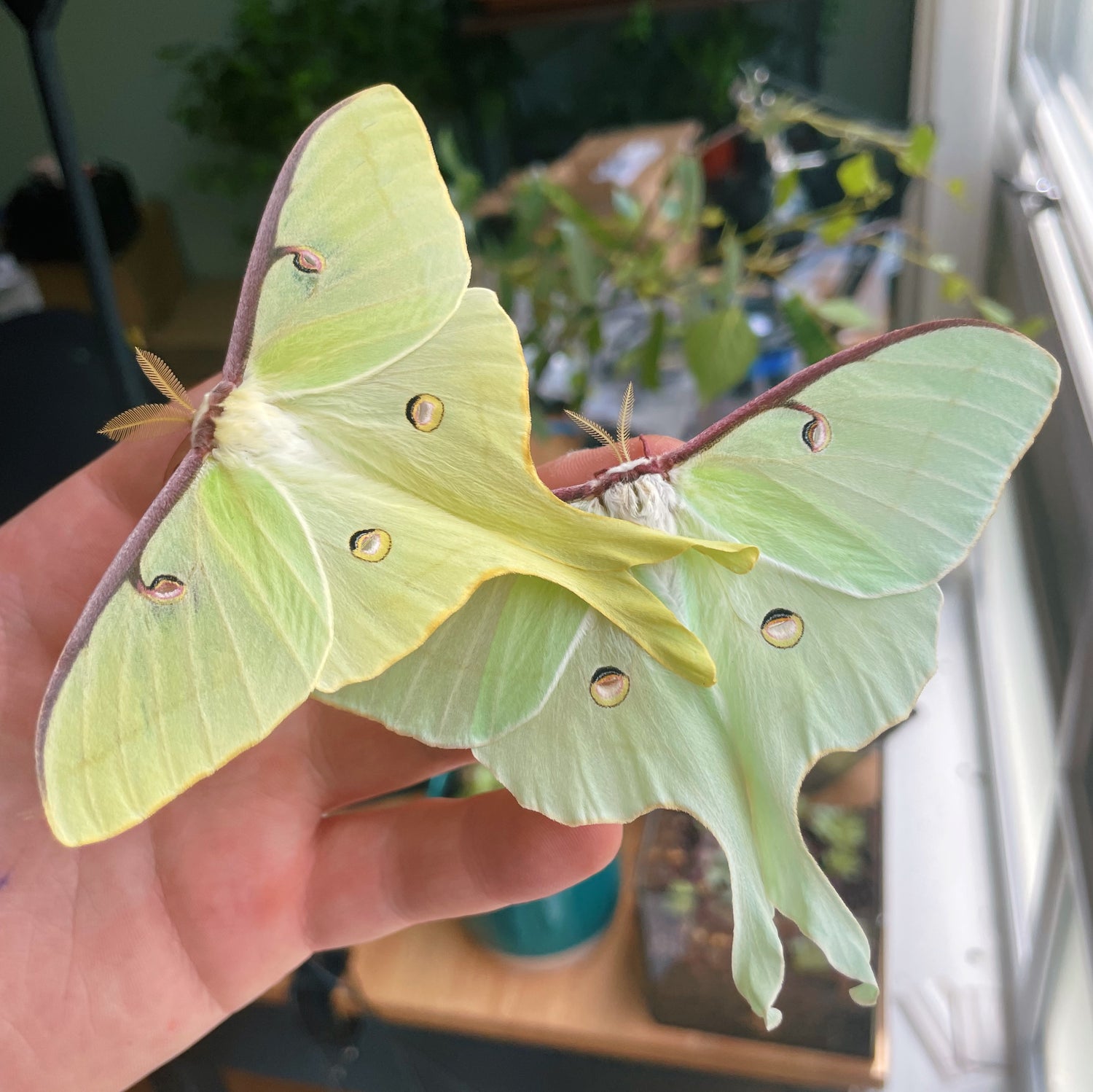 Live Actias luna eggs and cocoons for sale
