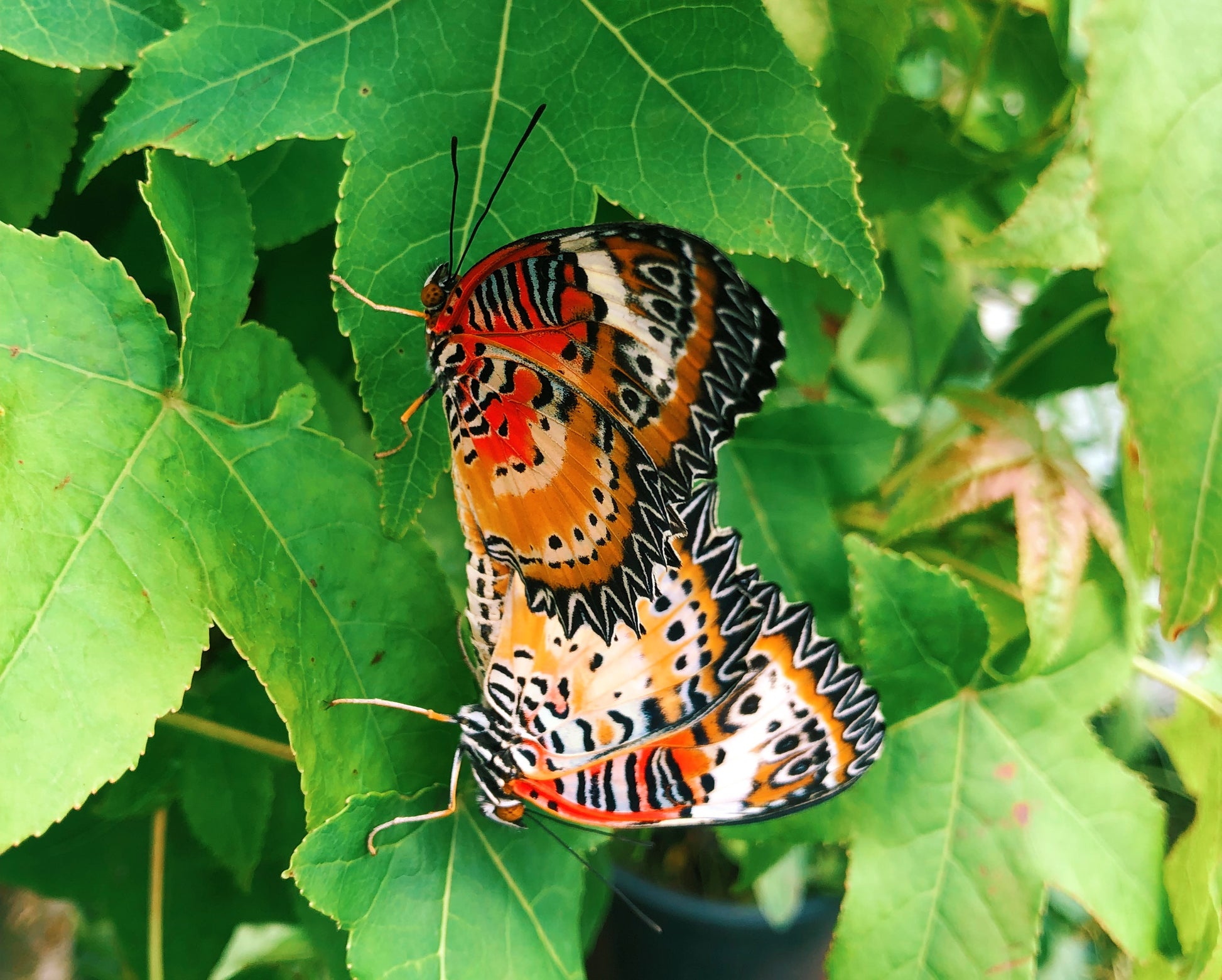 Live butterflies and moths for sale online UK. Order eggs, caterpillars, pupae, and cocoons. Watch the lifecycle unfold with insects to rear at home!