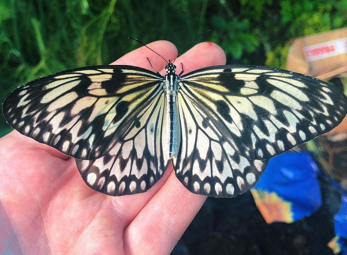 Live butterflies and moths for sale online UK. Buy eggs, caterpillars, pupae, and cocoons. Watch the lifecycle unfold with insects to rear at home!