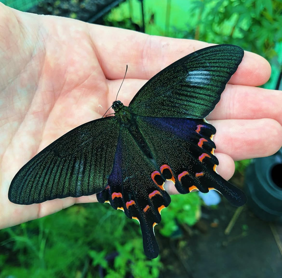Chinese Peacock Swallowtail butterfly