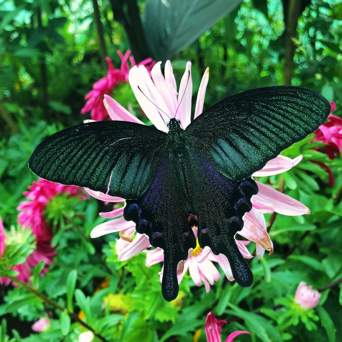 Chinese Peacock Swallowtail butterfly