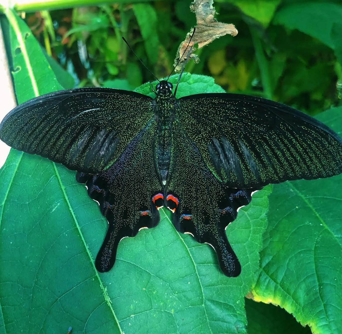 Chinese Peacock Swallowtail butterfly
