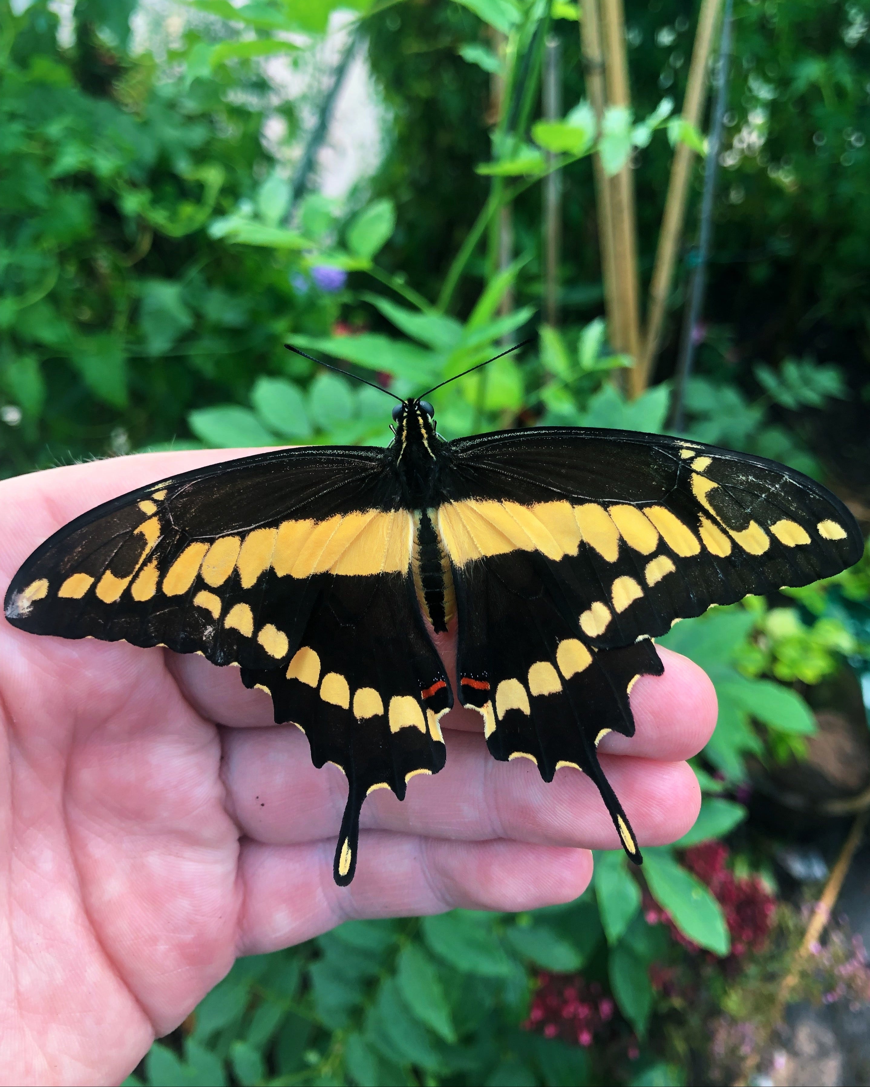 Giant Swallowtail Butterfly Papilio Cresphontes PUPAE Bugs giant-swallowtail-butterfly-papilio-cresphontes-pupae-bugs