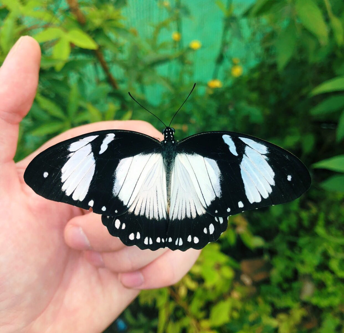 Live butterflies and moths for sale online UK. Buy eggs, caterpillars, pupae, and cocoons. Watch the lifecycle unfold with insects to rear at home!