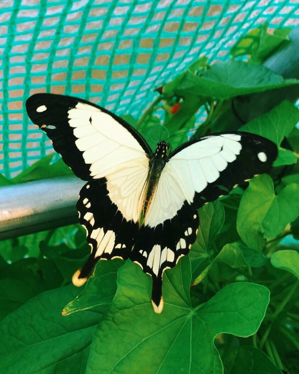 Live butterflies and moths for sale online UK. Buy eggs, caterpillars, pupae, and cocoons. Watch the lifecycle unfold with insects to rear at home!