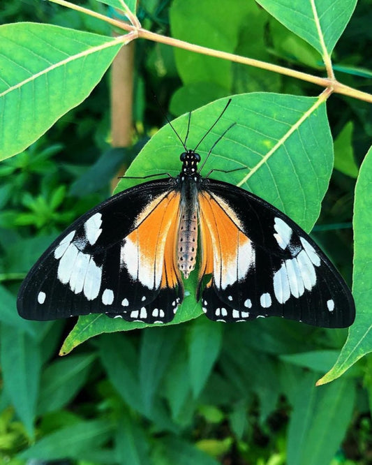 Live butterflies and moths for sale online UK. Buy eggs, caterpillars, pupae, and cocoons. Watch the lifecycle unfold with insects to rear at home!