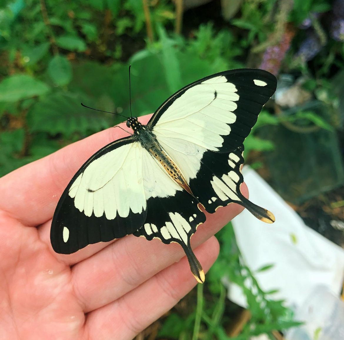 Live butterflies and moths for sale online UK. Buy eggs, caterpillars, pupae, and cocoons. Watch the lifecycle unfold with insects to rear at home!