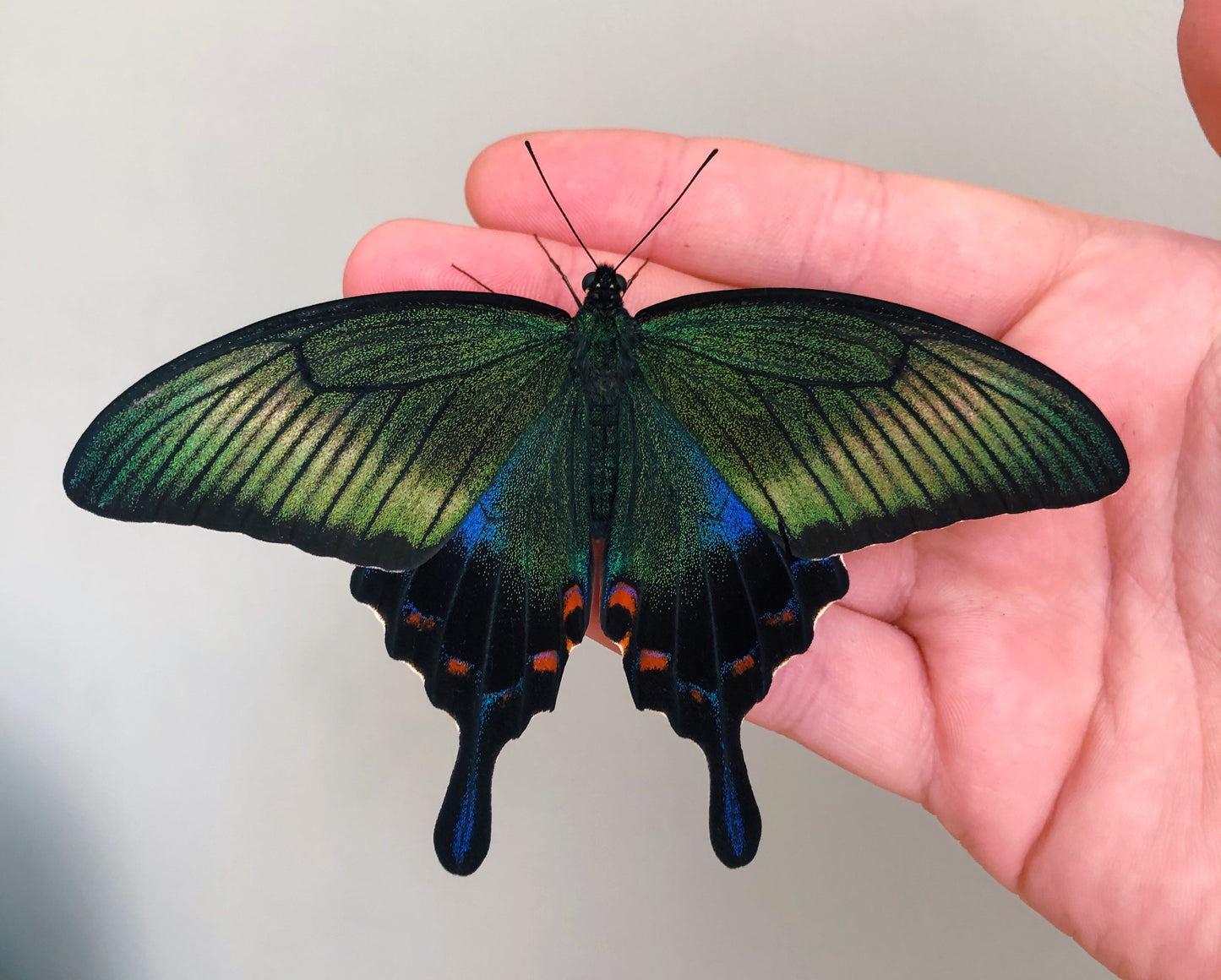 Live butterflies and moths for sale online UK. Order eggs, caterpillars, pupae, and cocoons. Watch the lifecycle unfold with insects to rear at home!