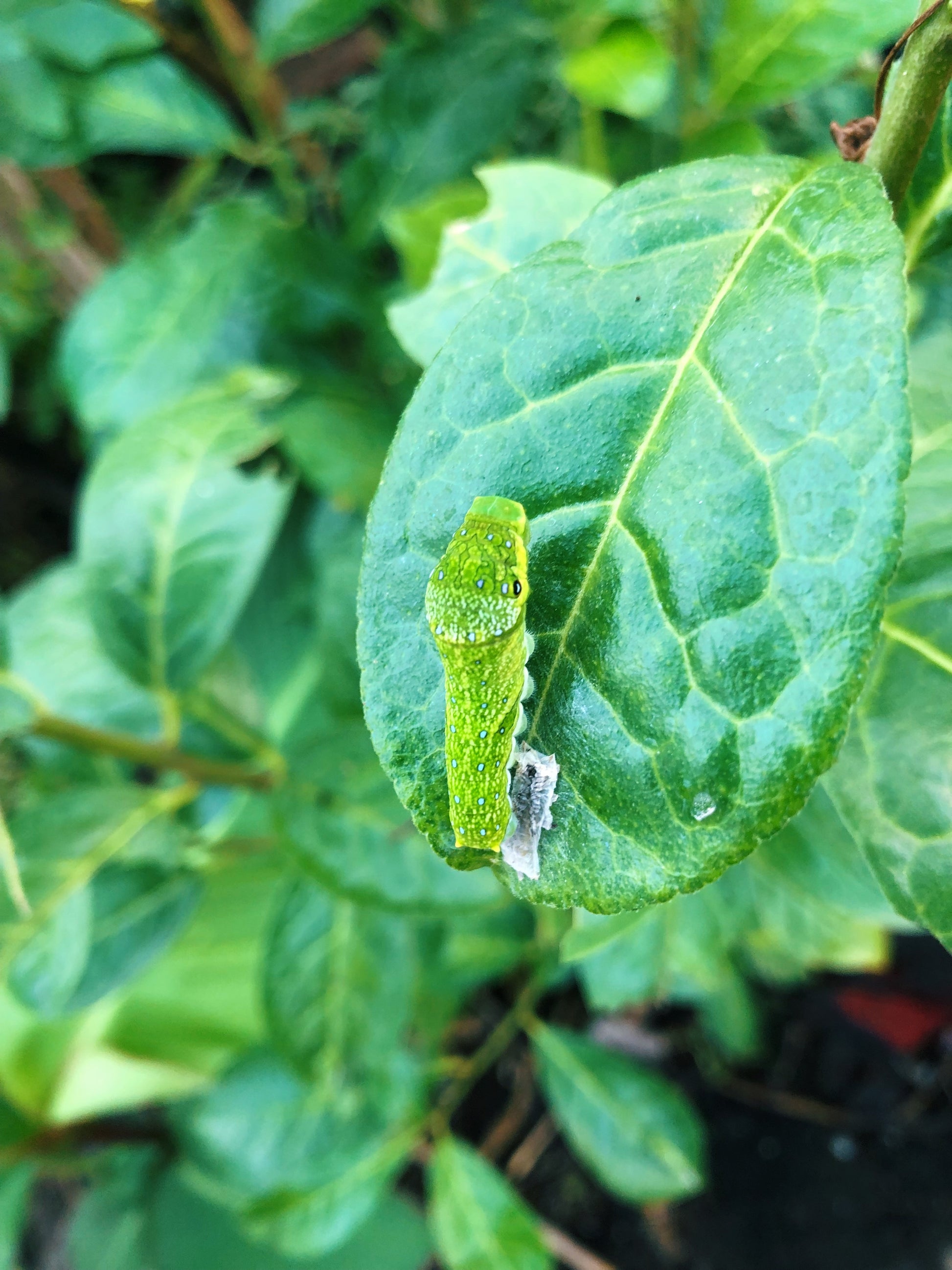 Live butterflies and moths for sale online UK. Order eggs, caterpillars, pupae, and cocoons. Watch the lifecycle unfold with insects to rear at home!