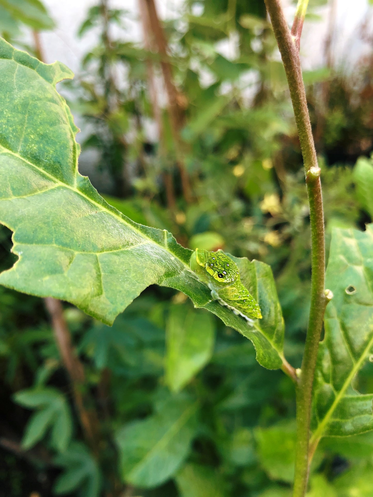 Live butterflies and moths for sale online UK. Order eggs, caterpillars, pupae, and cocoons. Watch the lifecycle unfold with insects to rear at home!