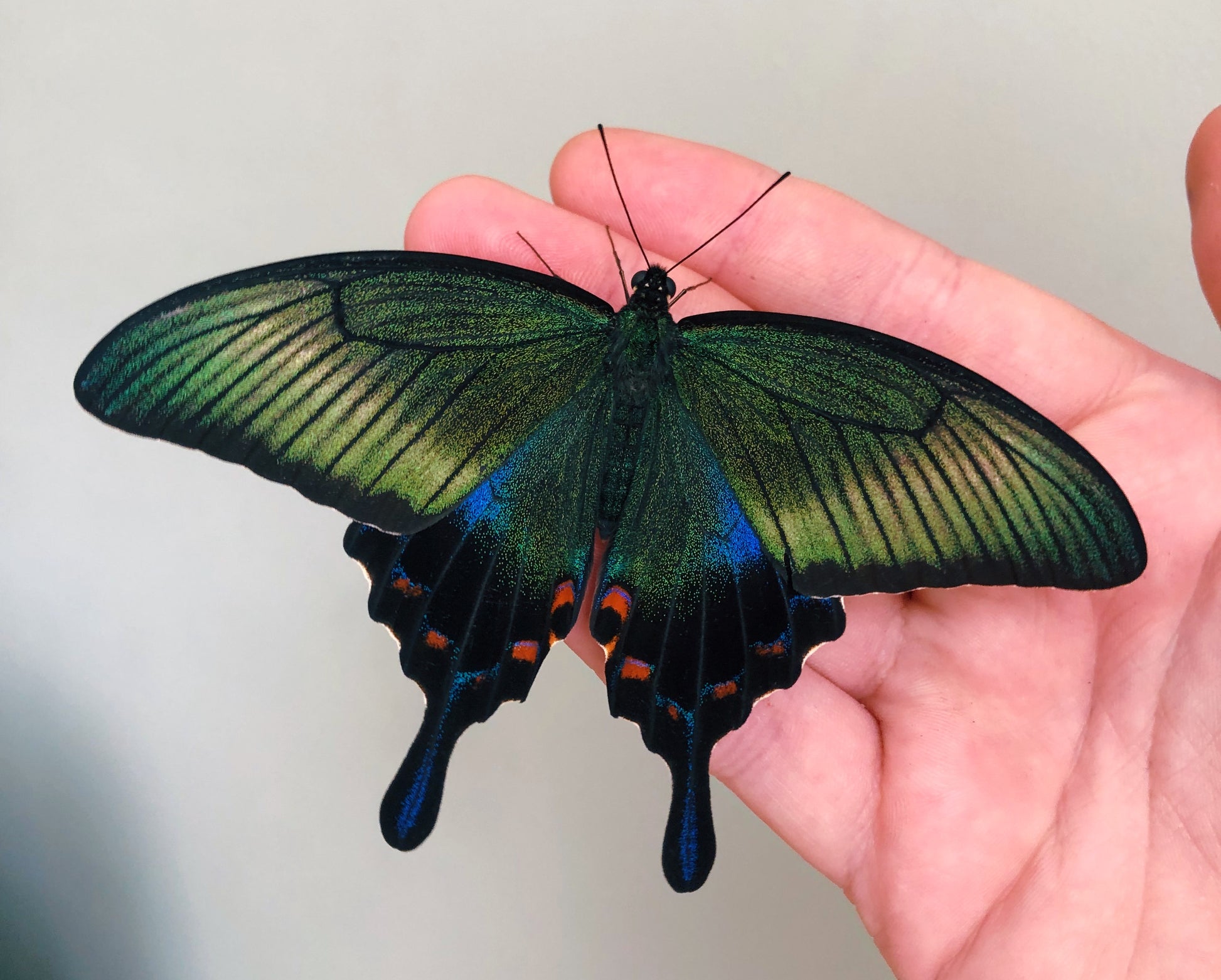 Live butterflies and moths for sale online UK. Order eggs, caterpillars, pupae, and cocoons. Watch the lifecycle unfold with insects to rear at home!