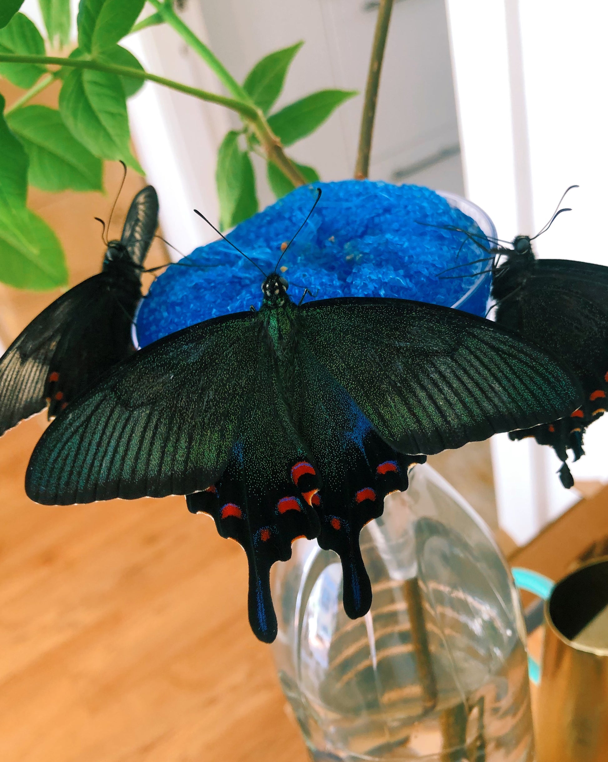 Live butterflies and moths for sale online UK. Order eggs, caterpillars, pupae, and cocoons. Watch the lifecycle unfold with insects to rear at home!