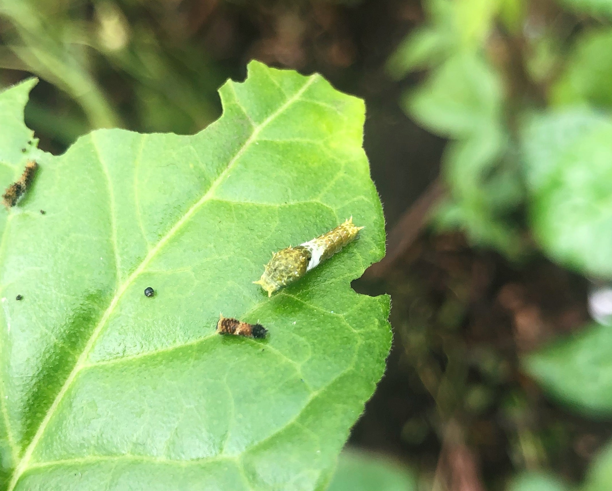 Live butterflies and moths for sale online UK. Order eggs, caterpillars, pupae, and cocoons. Watch the lifecycle unfold with insects to rear at home!