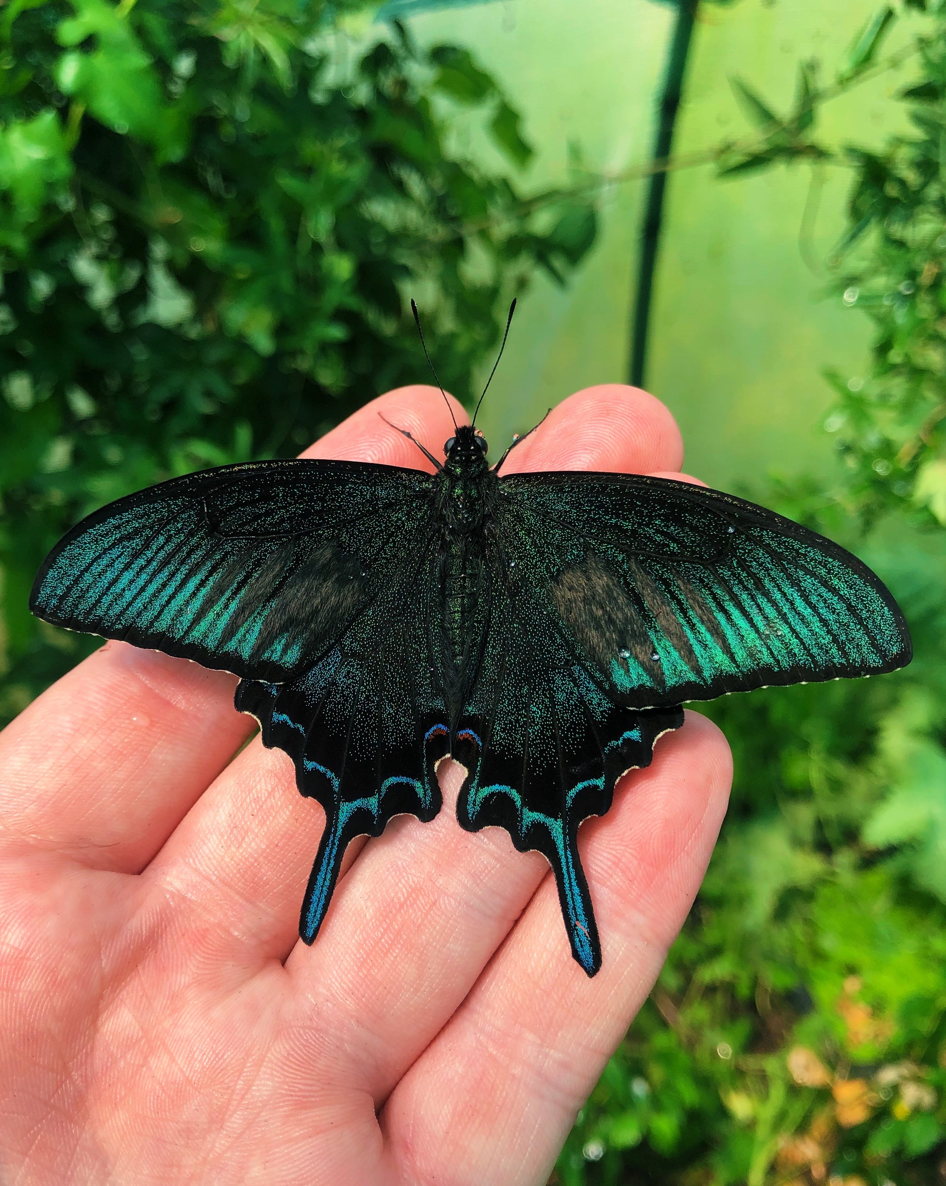 Live butterflies and moths for sale online UK. Order eggs, caterpillars, pupae, and cocoons. Watch the lifecycle unfold with insects to rear at home!