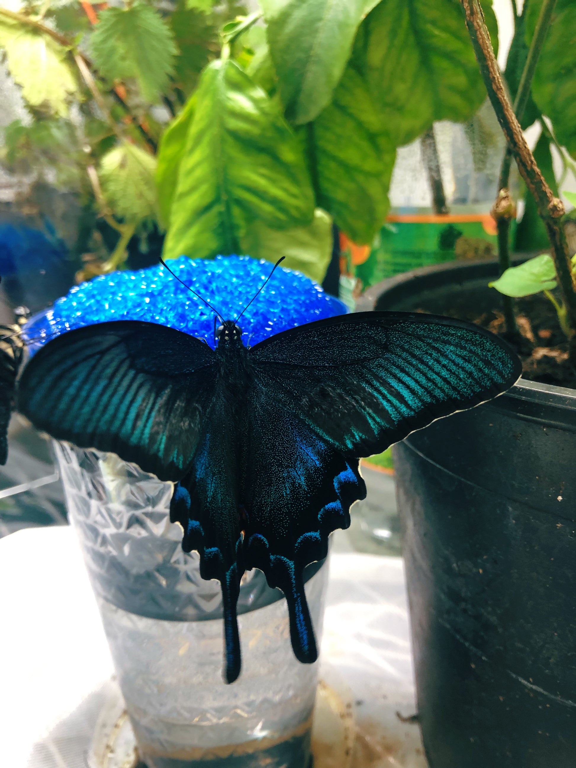 Live butterflies and moths for sale online UK. Order eggs, caterpillars, pupae, and cocoons. Watch the lifecycle unfold with insects to rear at home!