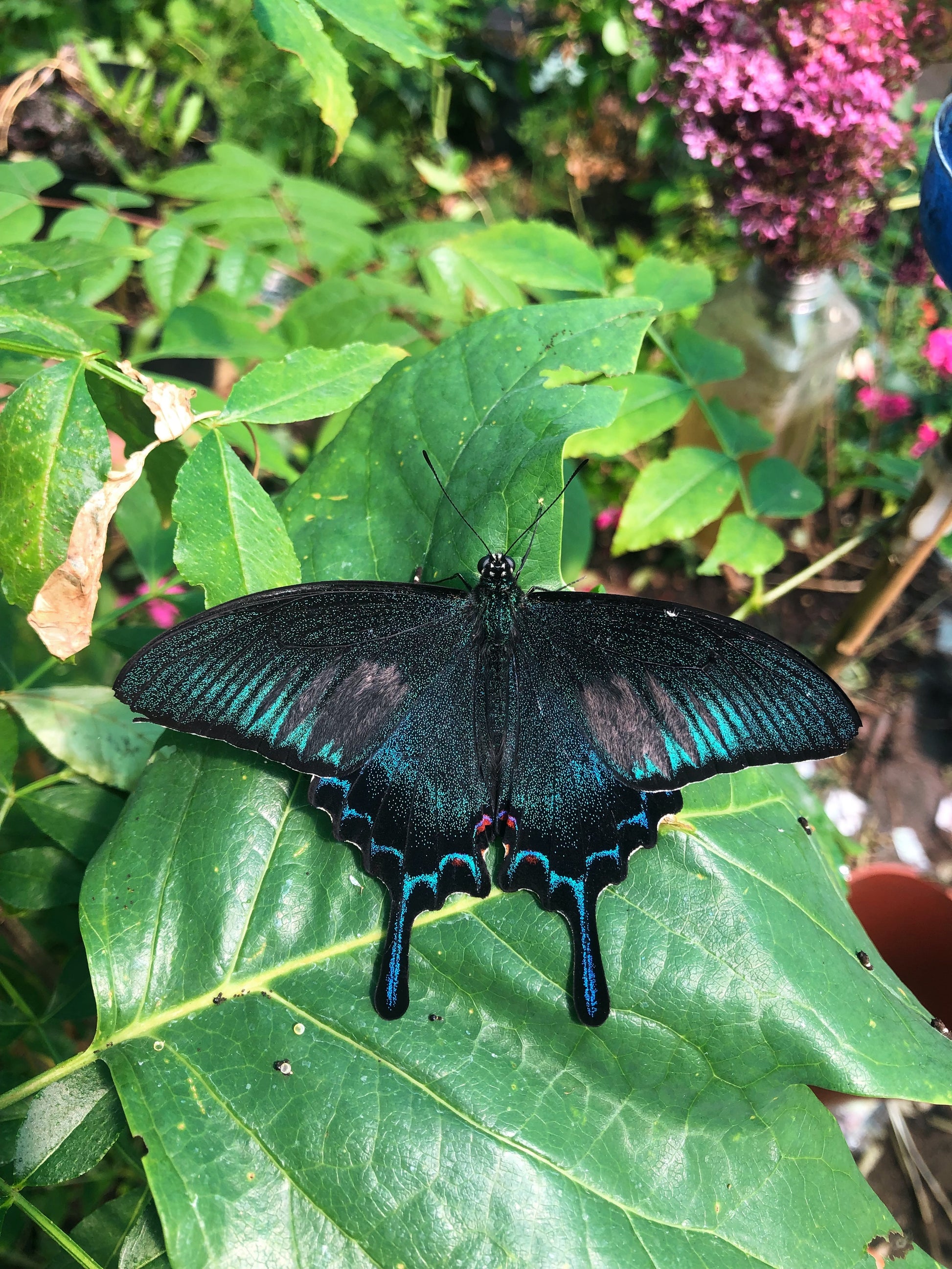 Live butterflies and moths for sale online UK. Order eggs, caterpillars, pupae, and cocoons. Watch the lifecycle unfold with insects to rear at home!