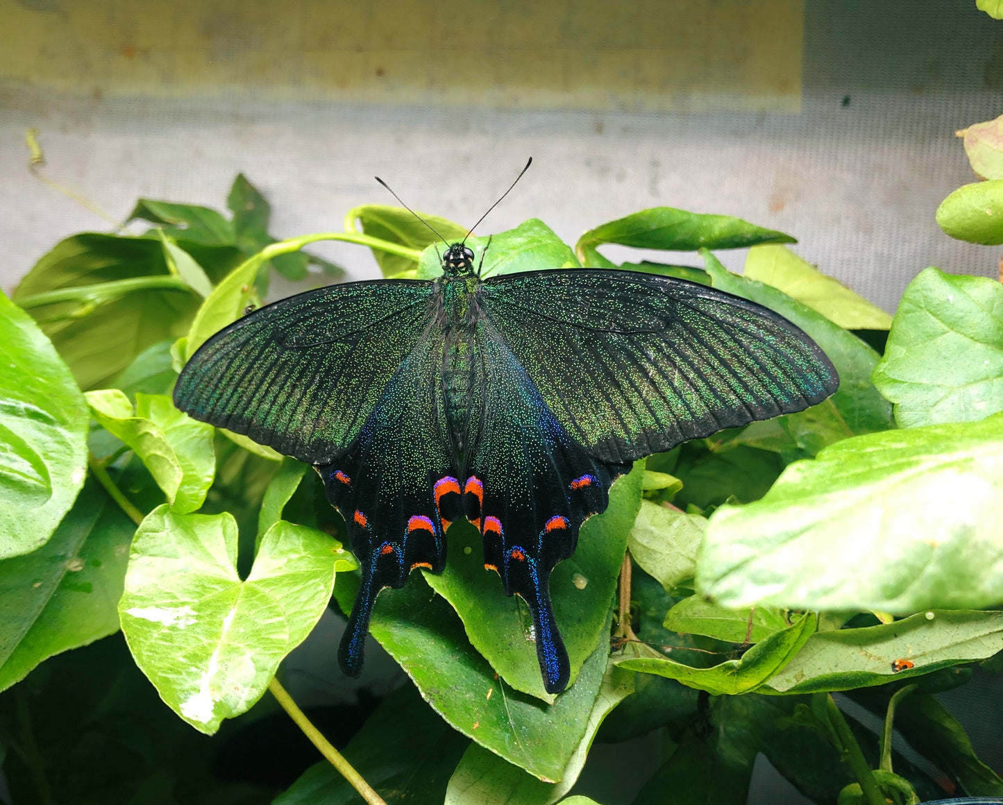 Live butterflies and moths for sale online UK. Order eggs, caterpillars, pupae, and cocoons. Watch the lifecycle unfold with insects to rear at home!