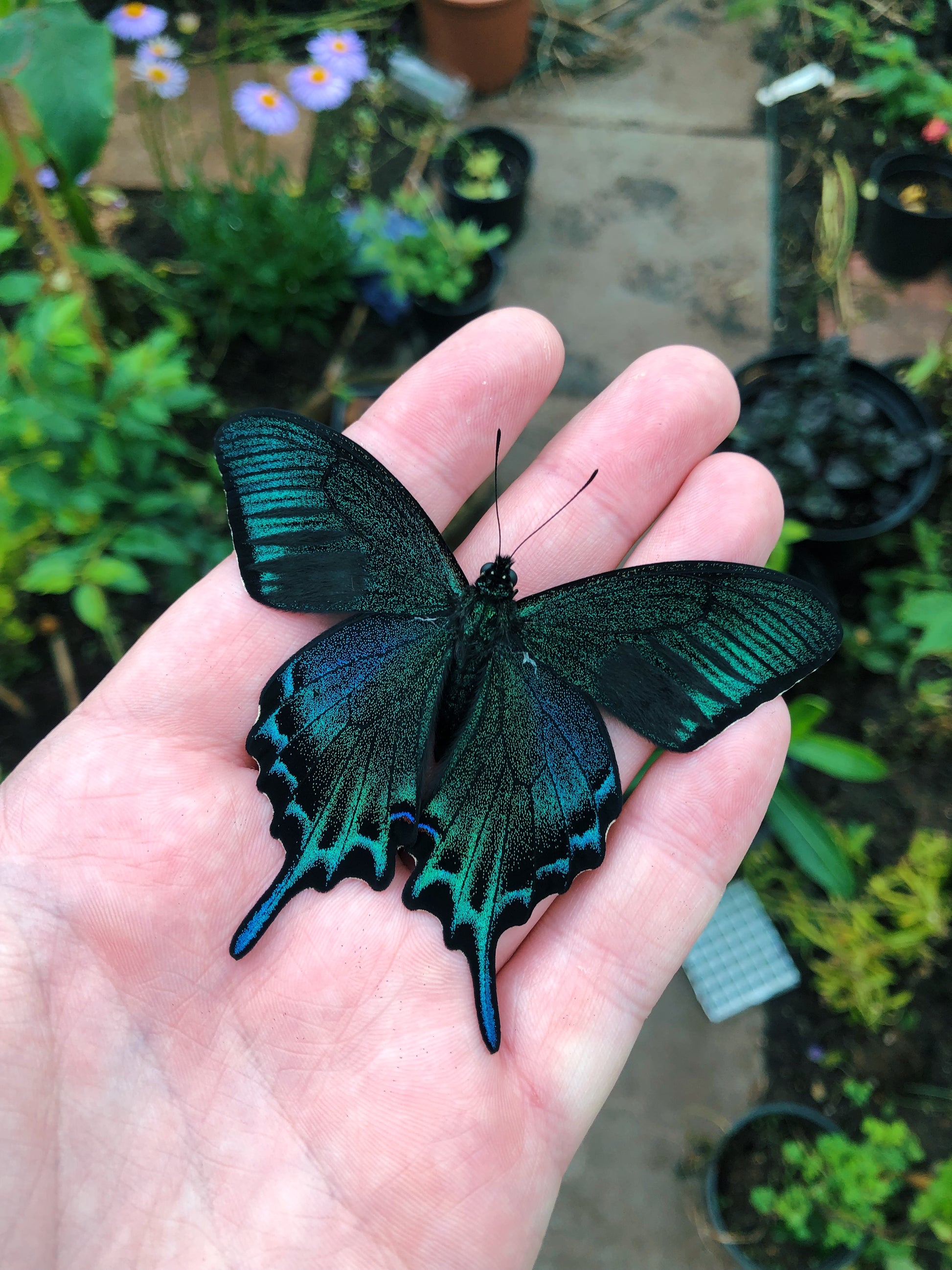 Live butterflies and moths for sale online UK. Order eggs, caterpillars, pupae, and cocoons. Watch the lifecycle unfold with insects to rear at home!