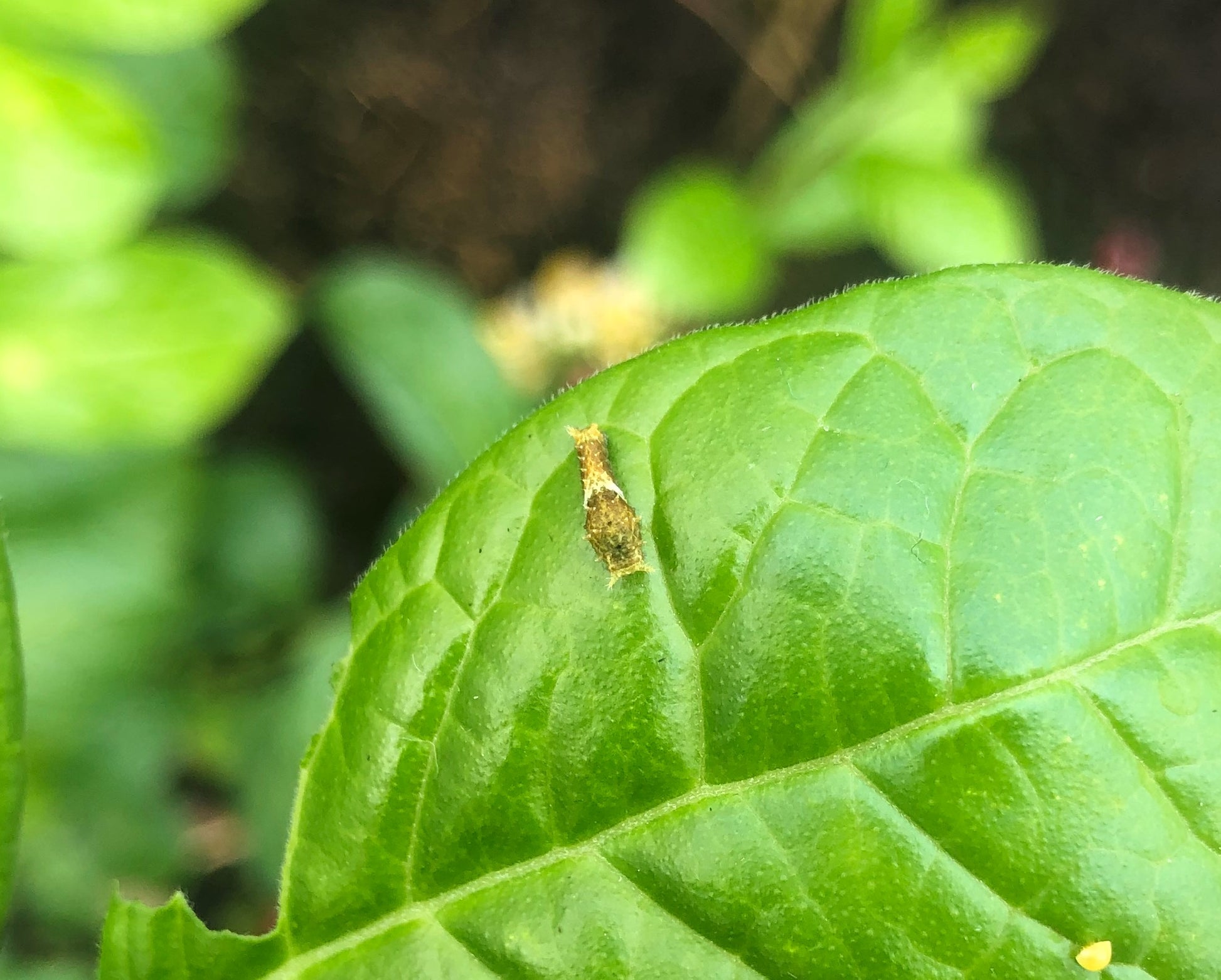 Live butterflies and moths for sale online UK. Order eggs, caterpillars, pupae, and cocoons. Watch the lifecycle unfold with insects to rear at home!