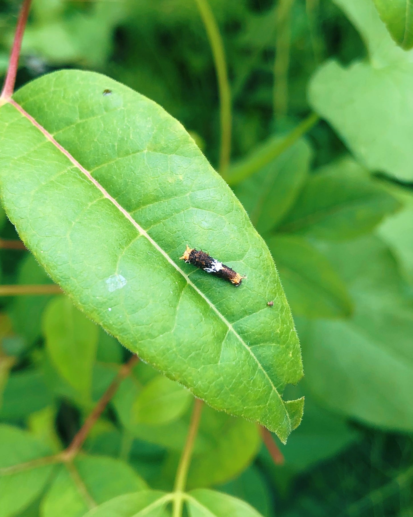 Live butterflies and moths for sale online UK. Order eggs, caterpillars, pupae, and cocoons. Watch the lifecycle unfold with insects to rear at home!