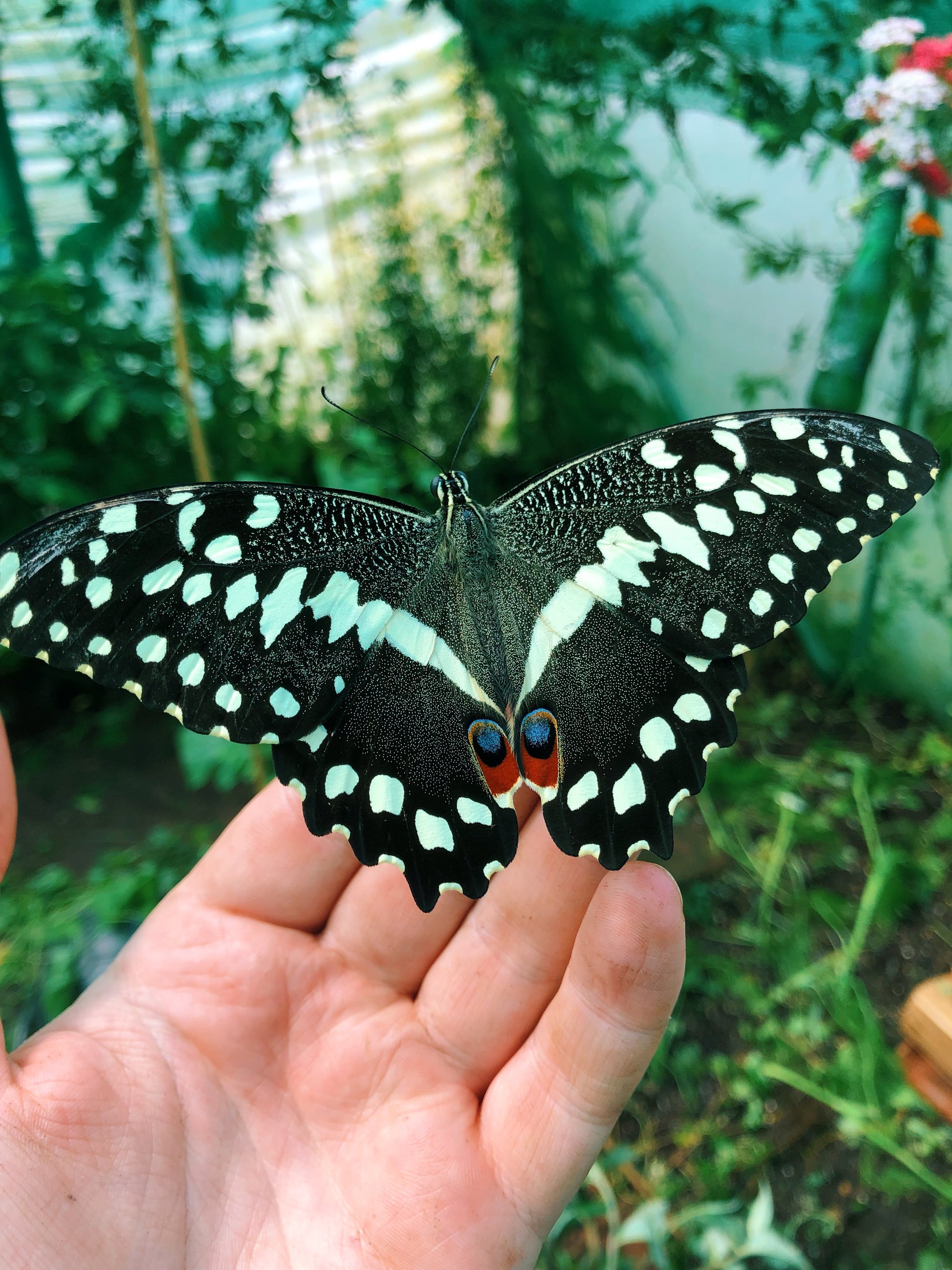 Live butterflies and moths for sale online UK. Order eggs, caterpillars, pupae, and cocoons. Watch the lifecycle unfold with insects to rear at home!