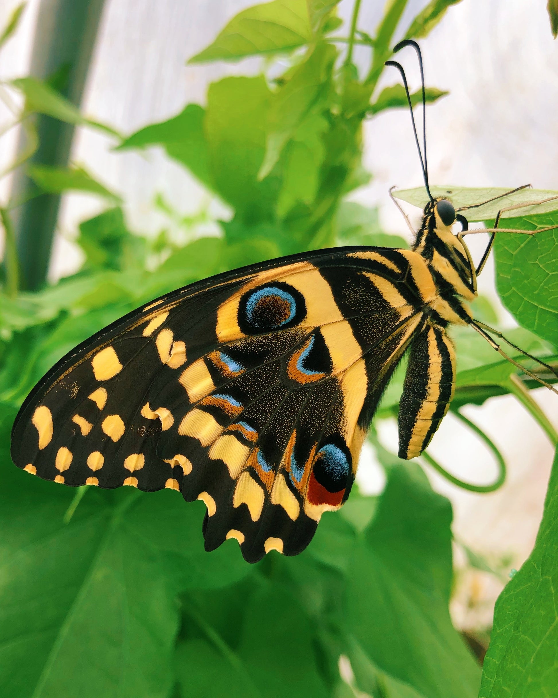 Live butterflies and moths for sale online UK. Order eggs, caterpillars, pupae, and cocoons. Watch the lifecycle unfold with insects to rear at home!