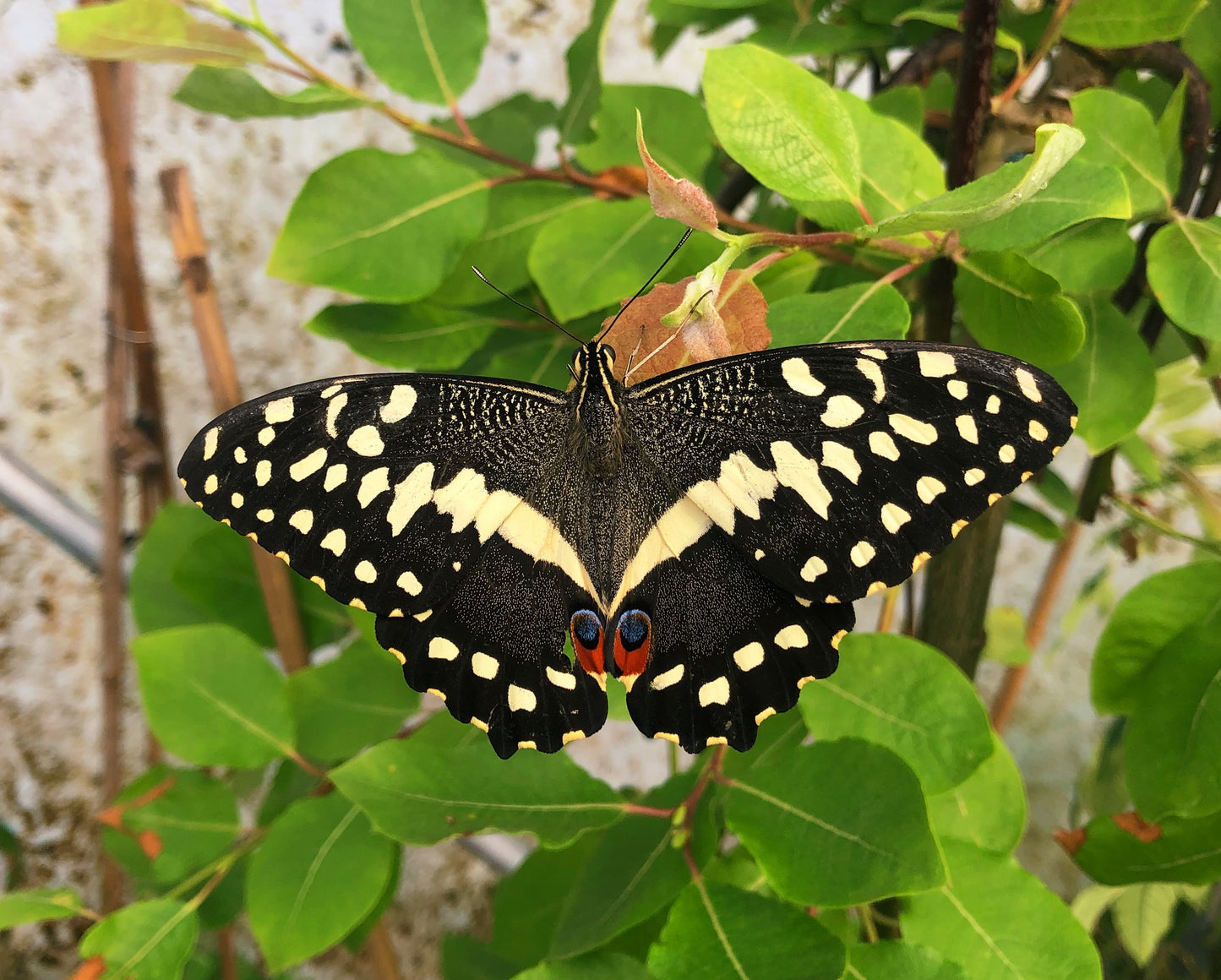 Live butterflies and moths for sale online UK. Order eggs, caterpillars, pupae, and cocoons. Watch the lifecycle unfold with insects to rear at home!