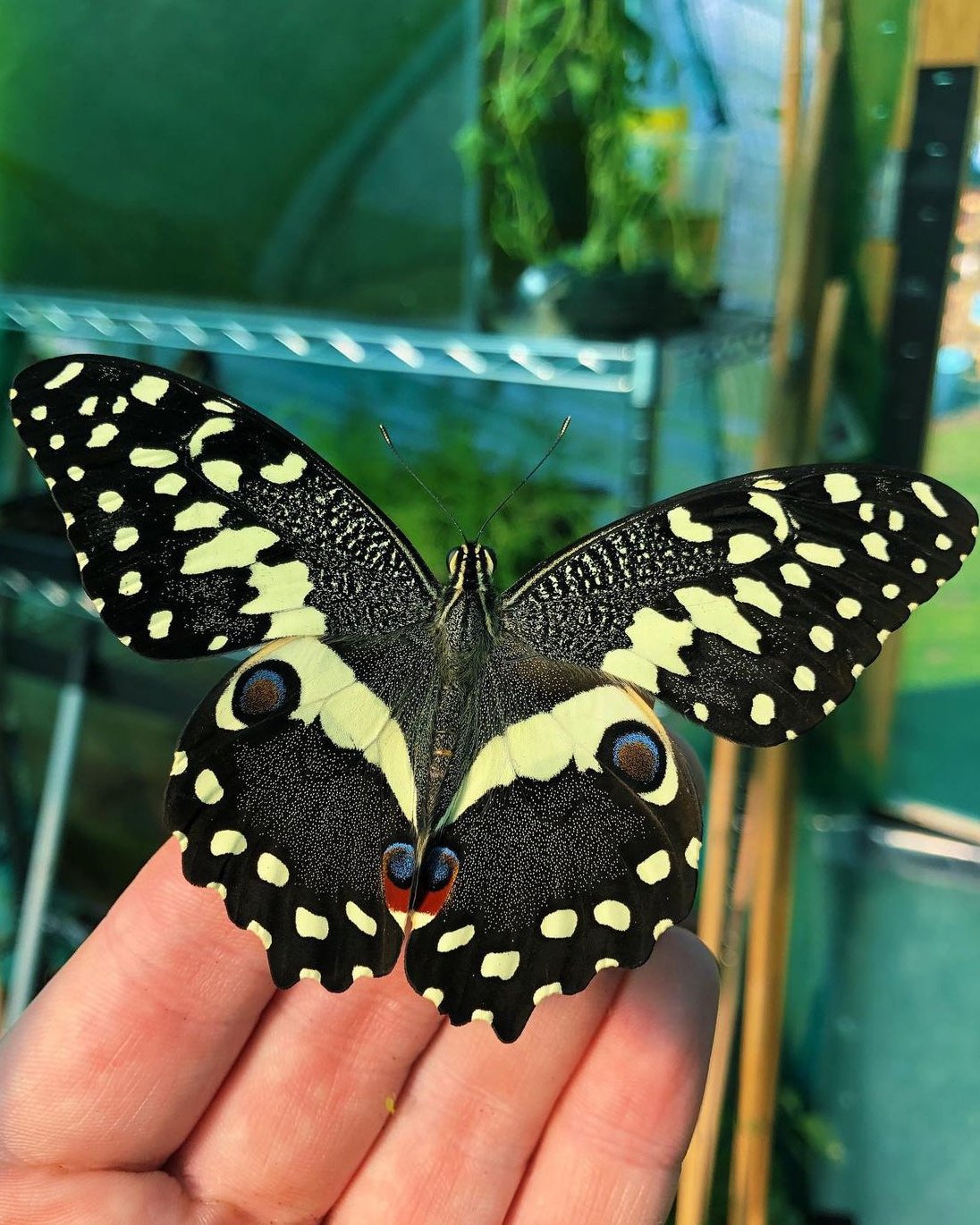 Live butterflies and moths for sale online UK. Buy eggs, caterpillars, pupae, and cocoons. Watch the lifecycle unfold with insects to rear at home!