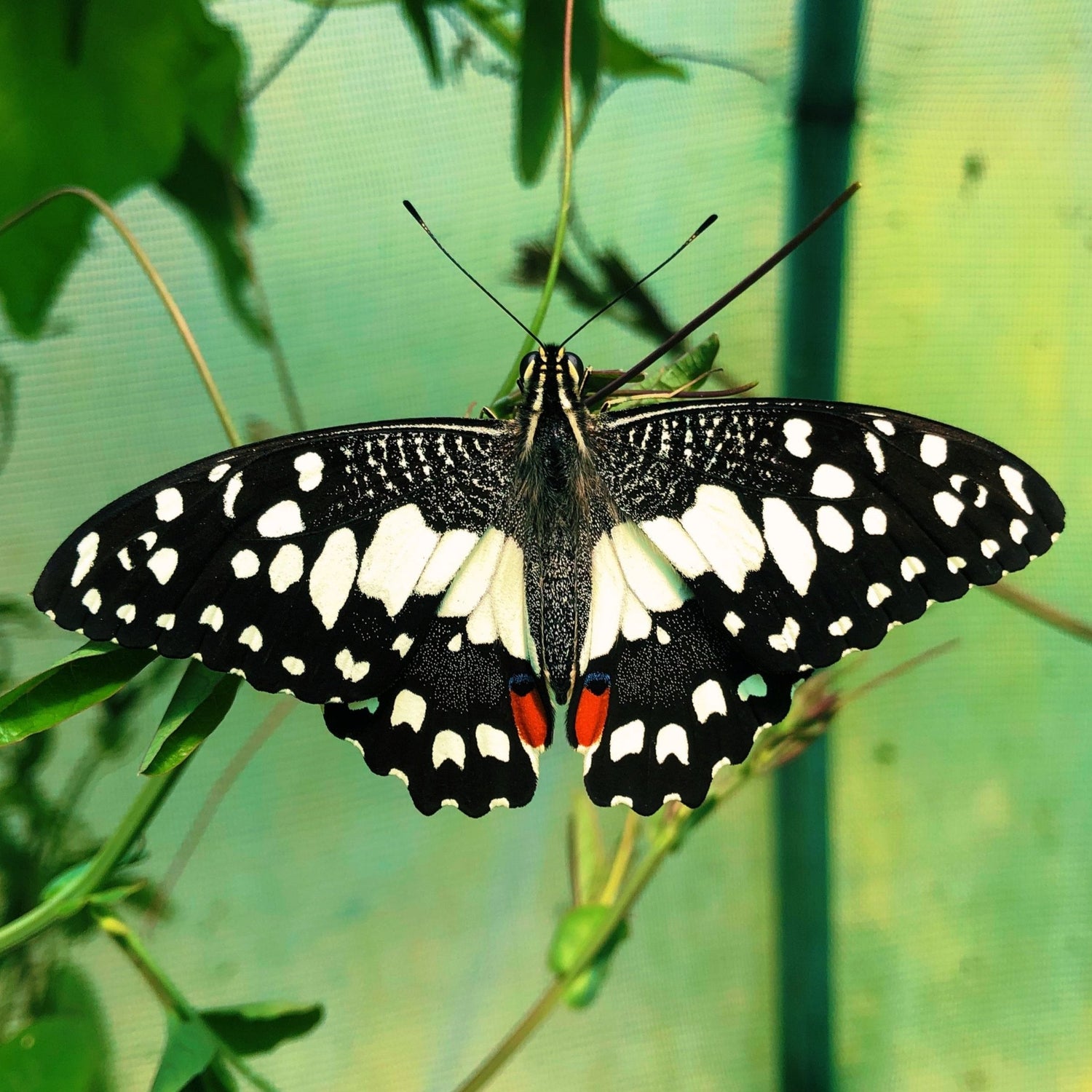 Live butterflies and moths for sale online UK. Buy eggs, caterpillars, pupae, and cocoons. Watch the lifecycle unfold with insects to rear at home!