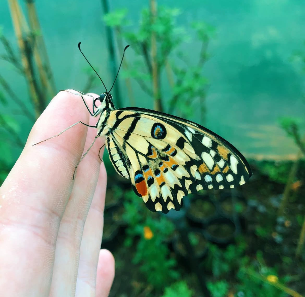 Live butterflies and moths for sale online UK. Order eggs, caterpillars, pupae, and cocoons. Watch the lifecycle unfold with insects to rear at home!