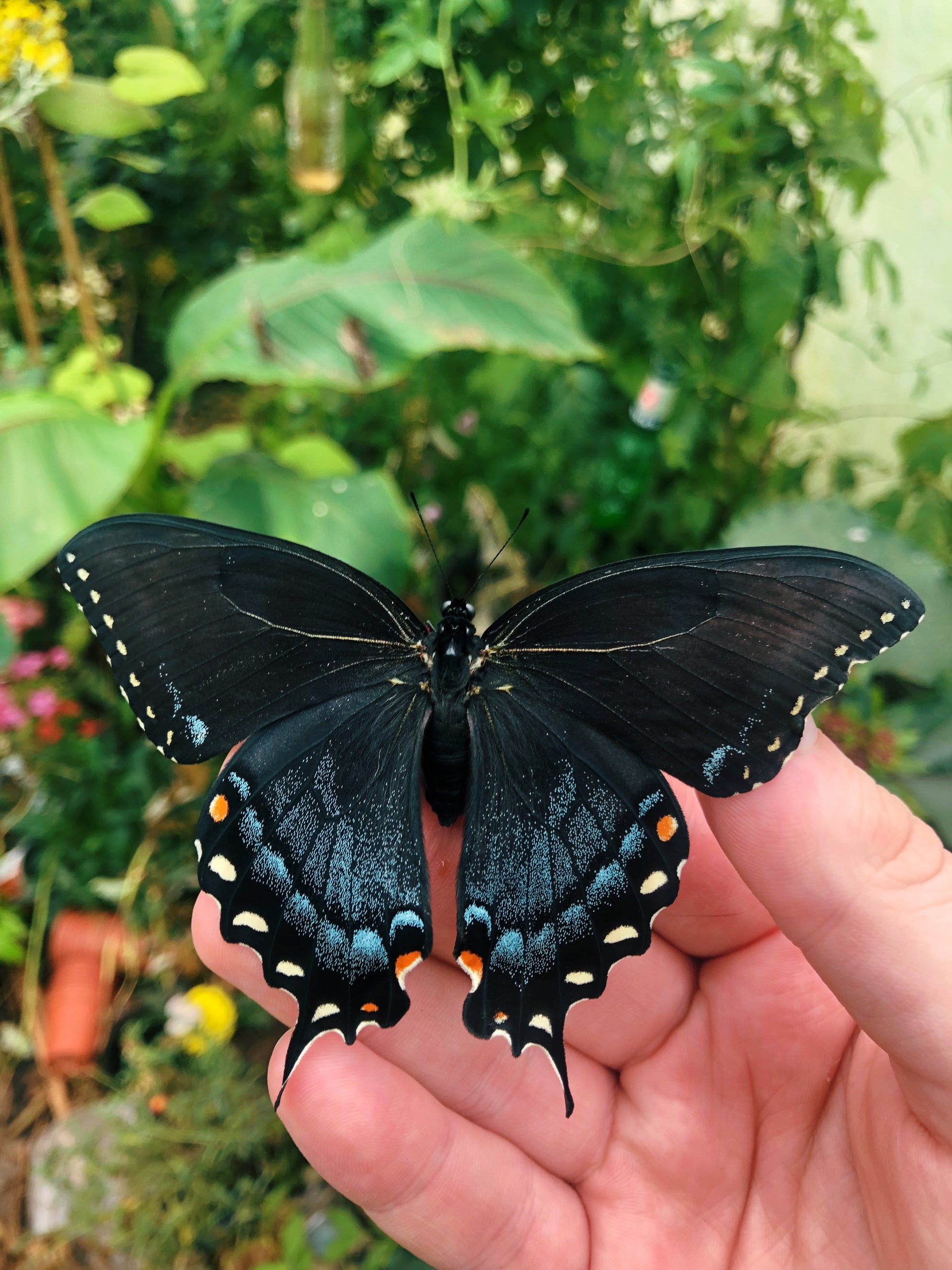 Live butterflies and moths for sale online UK. Buy eggs, caterpillars, pupae, and cocoons. Watch the lifecycle unfold with insects to rear at home!