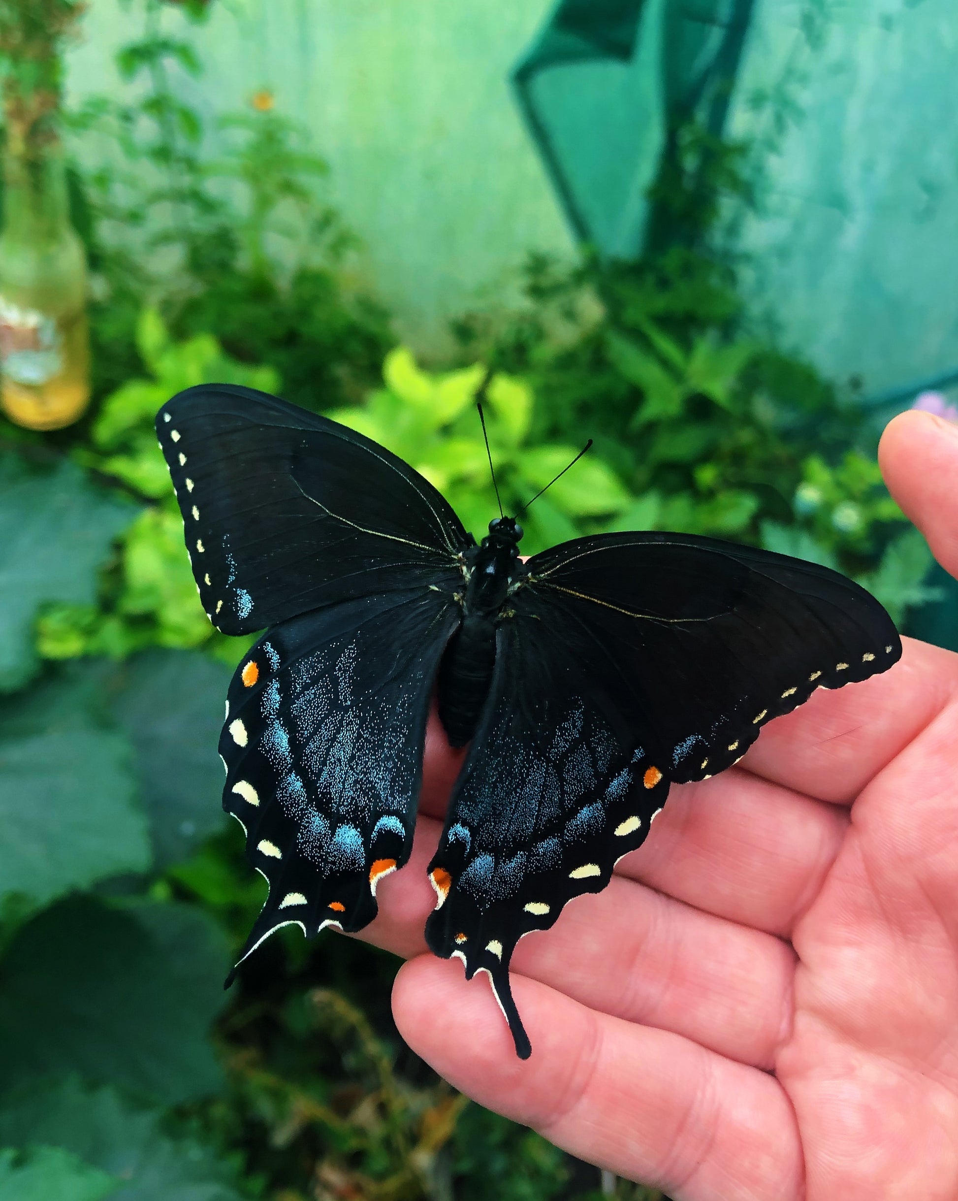 Live butterflies and moths for sale online UK. Order eggs, caterpillars, pupae, and cocoons. Watch the lifecycle unfold with insects to rear at home!