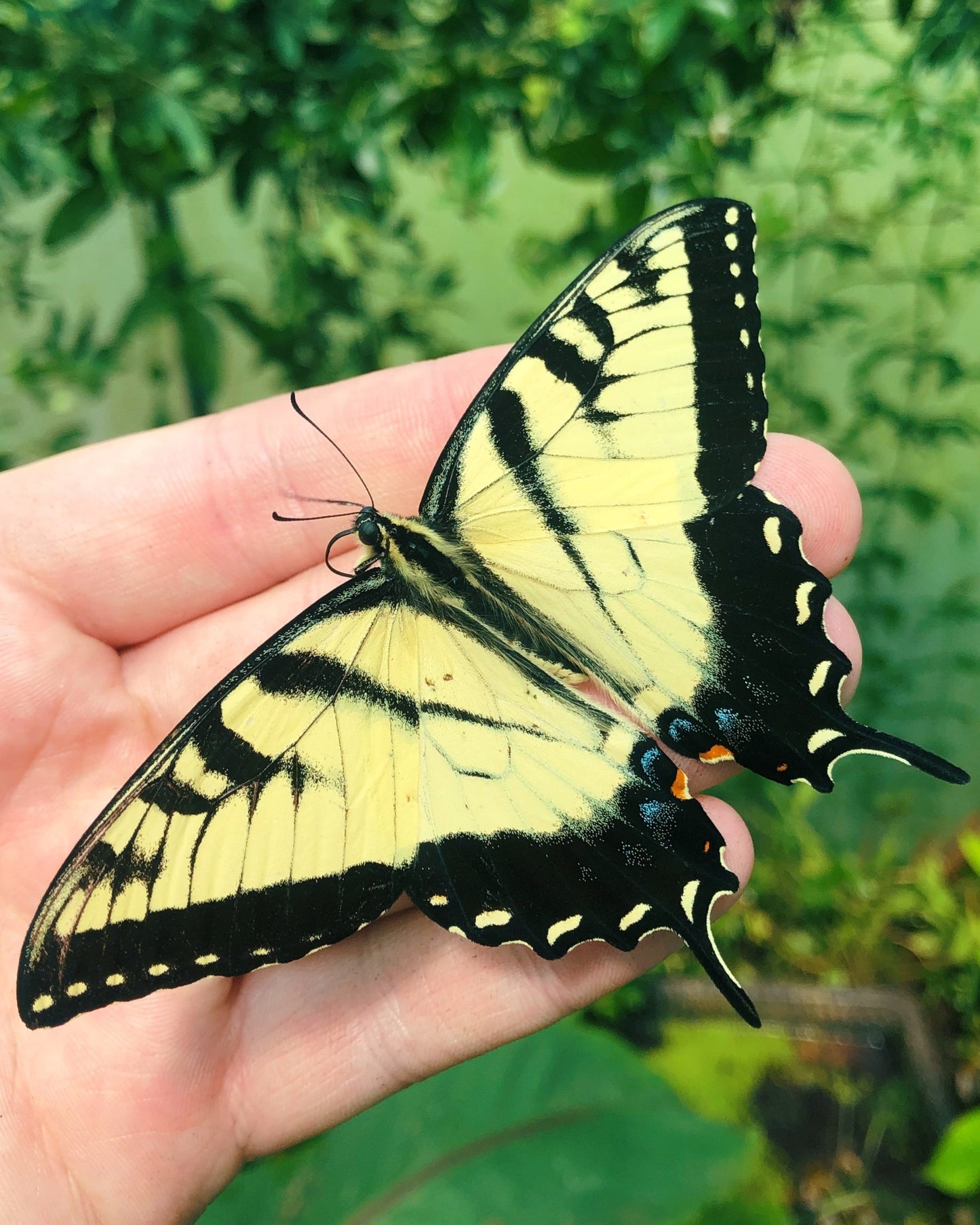 Live butterflies and moths for sale online UK. Buy eggs, caterpillars, pupae, and cocoons. Watch the lifecycle unfold with insects to rear at home!