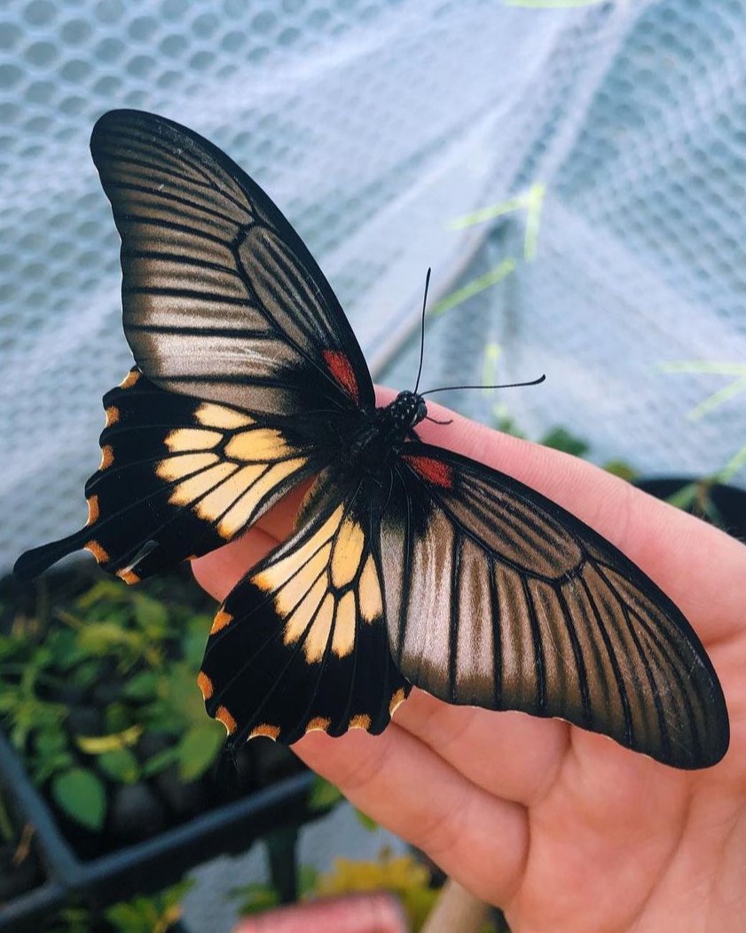Live butterflies and moths for sale online UK. Buy eggs, caterpillars, pupae, and cocoons. Watch the lifecycle unfold with insects to rear at home!