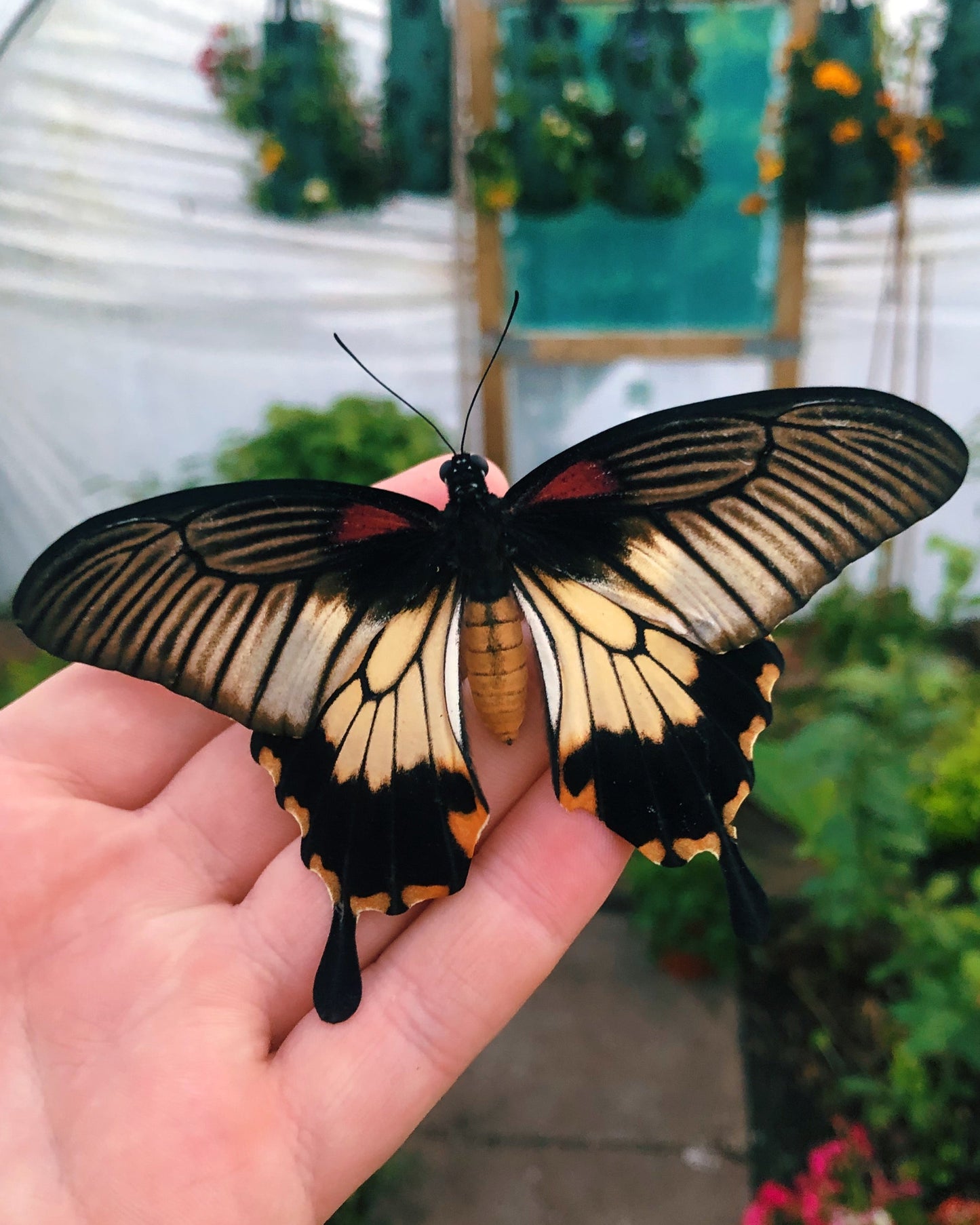 Live butterflies and moths for sale online UK. Order eggs, caterpillars, pupae, and cocoons. Watch the lifecycle unfold with insects to rear at home!